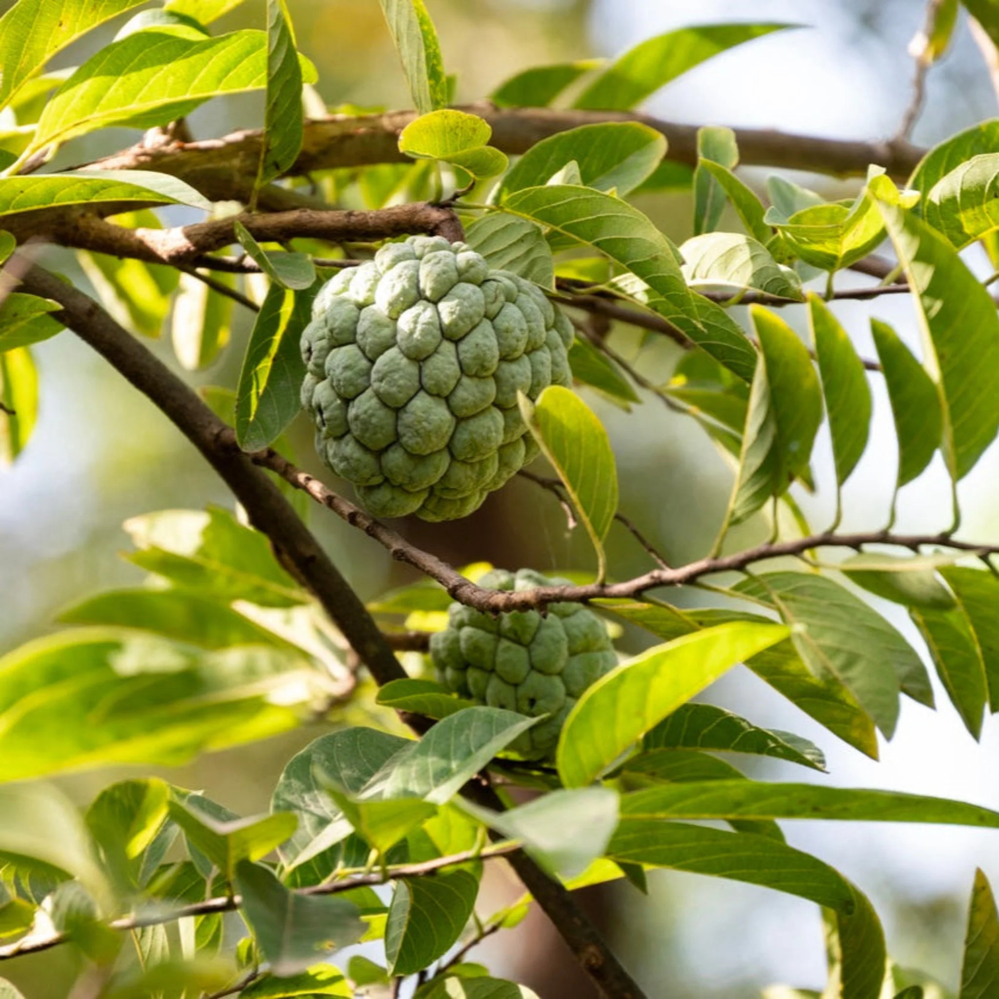 Sugar Apple Tree - Image 2