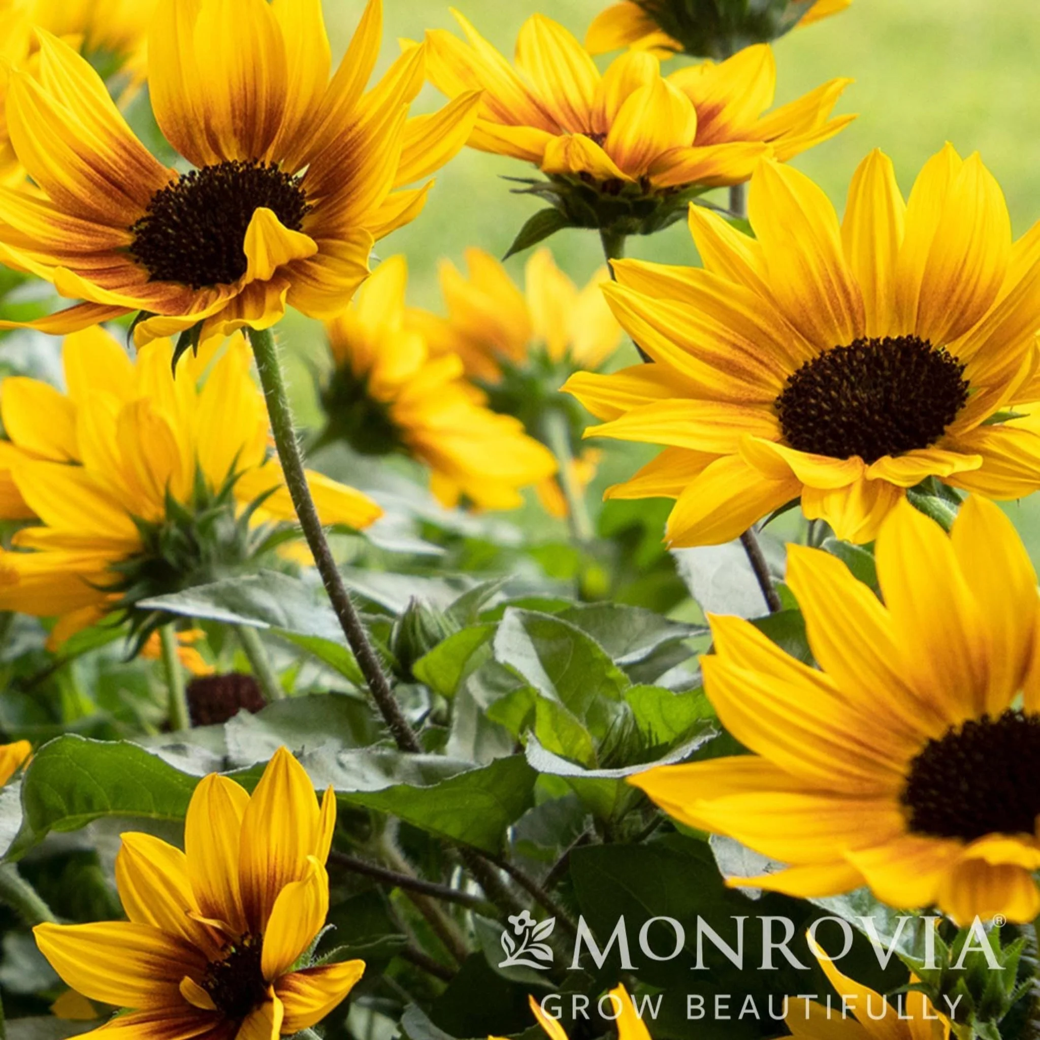 SunBelievable® Brown Eyed Girl Helianthus - Image 2