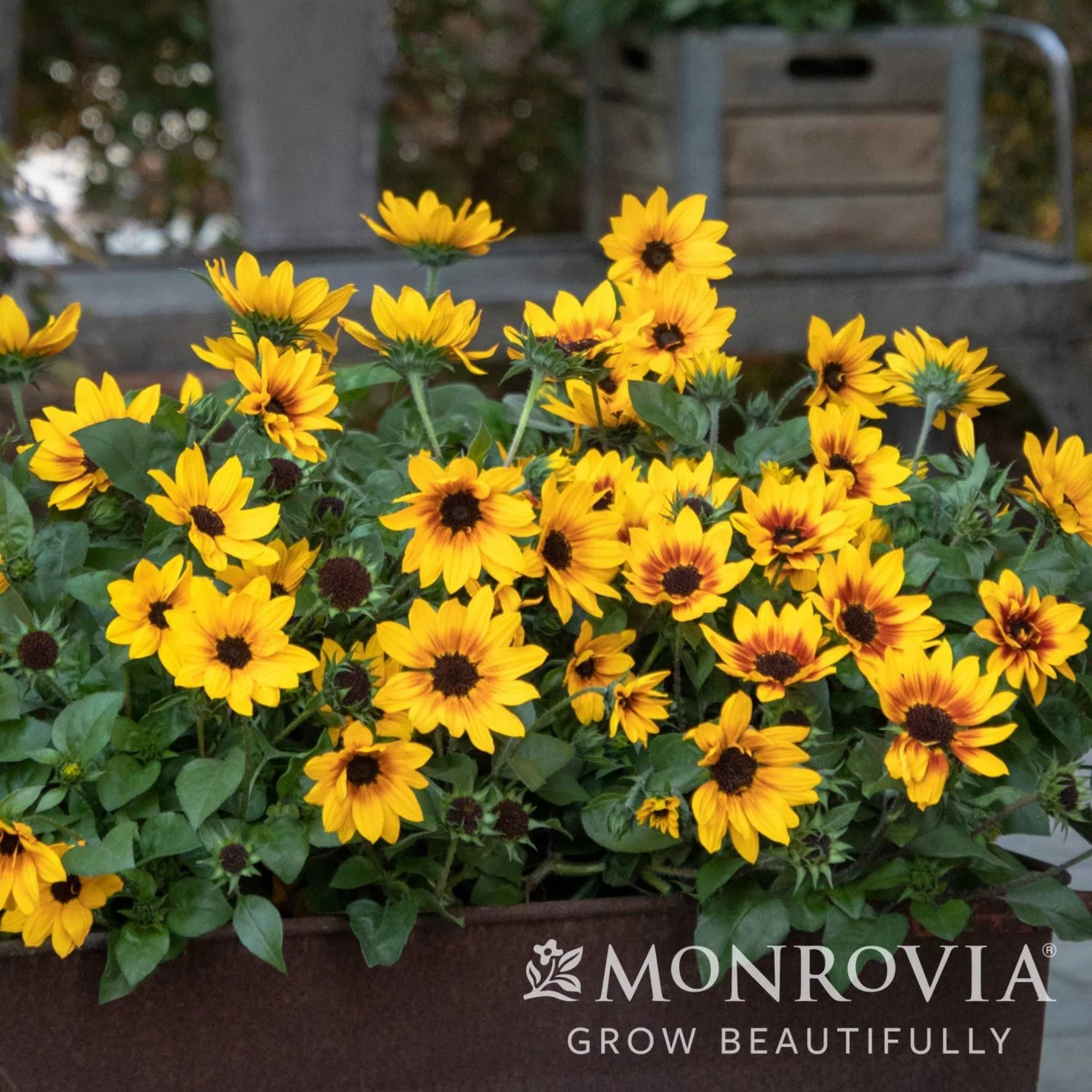 SunBelievable® Brown Eyed Girl Helianthus - Image 3