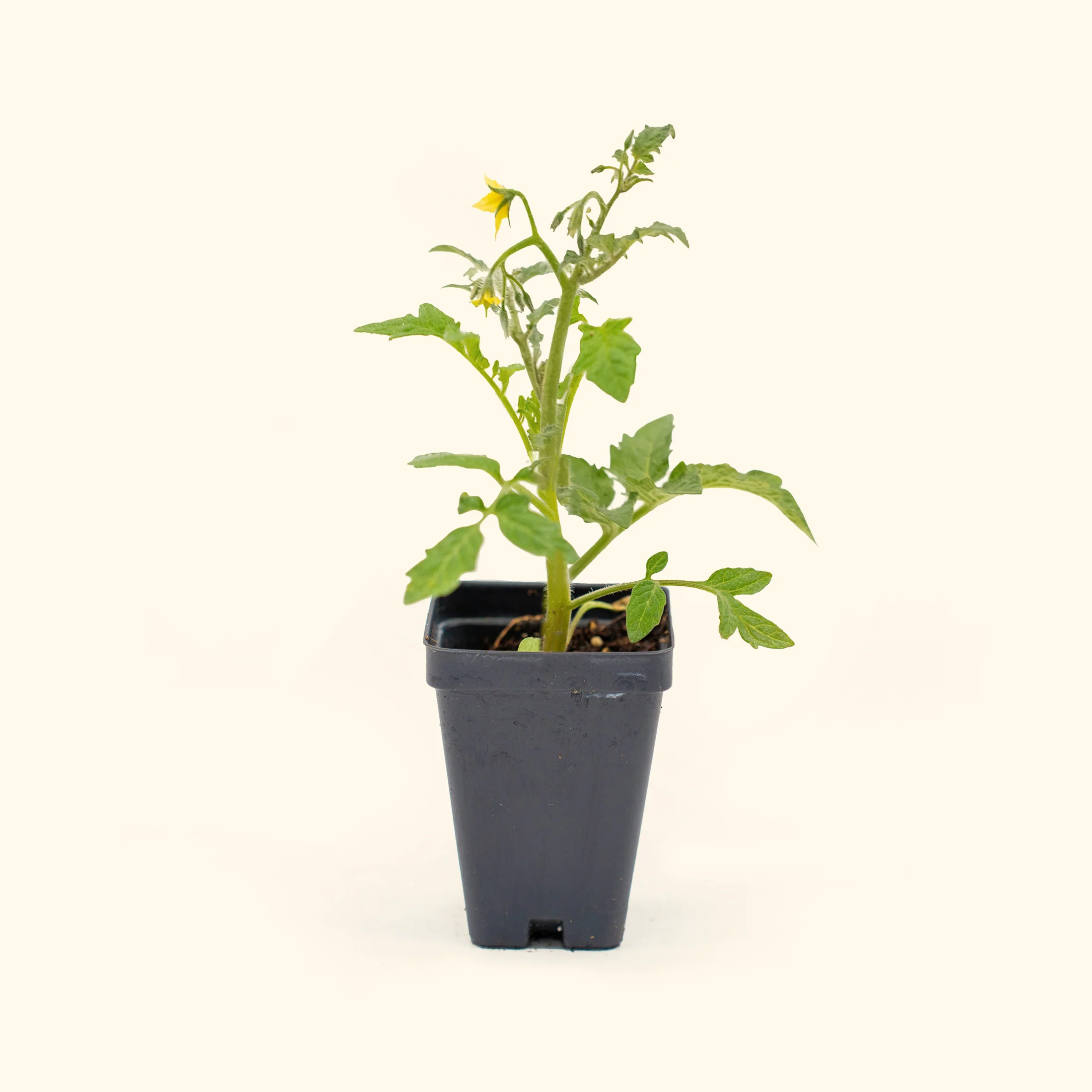 Sungold Tomato Seedling - Image 2