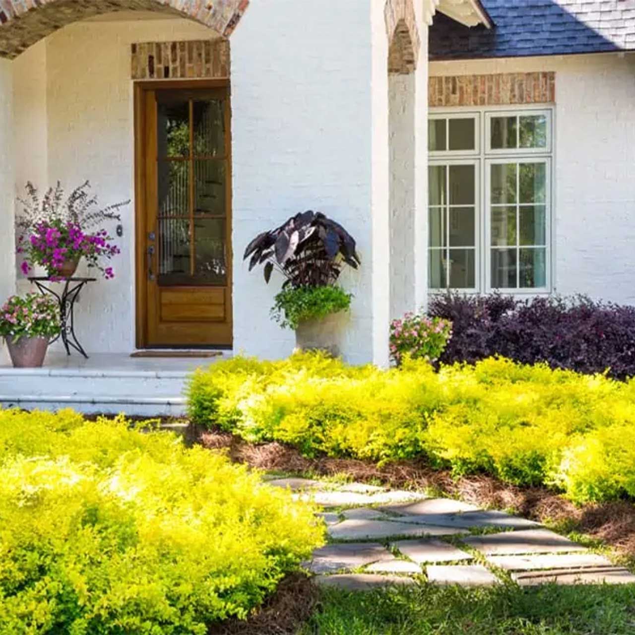 Sunshine Ligustrum - Image 2