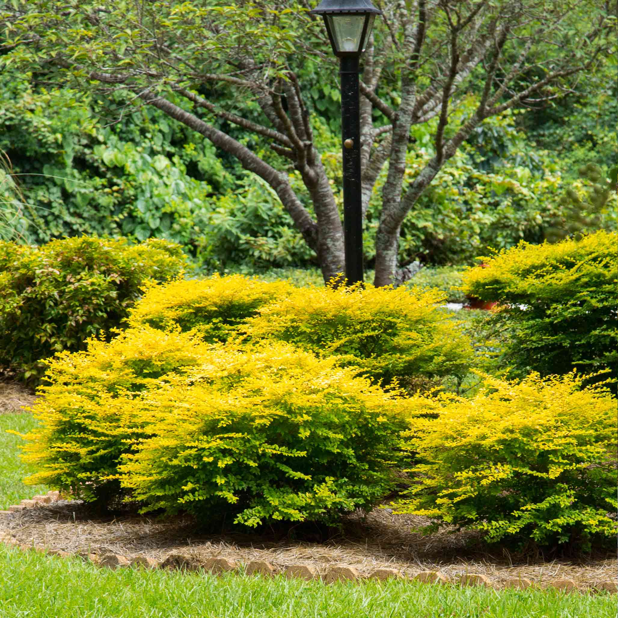 Sunshine Ligustrum - Image 3