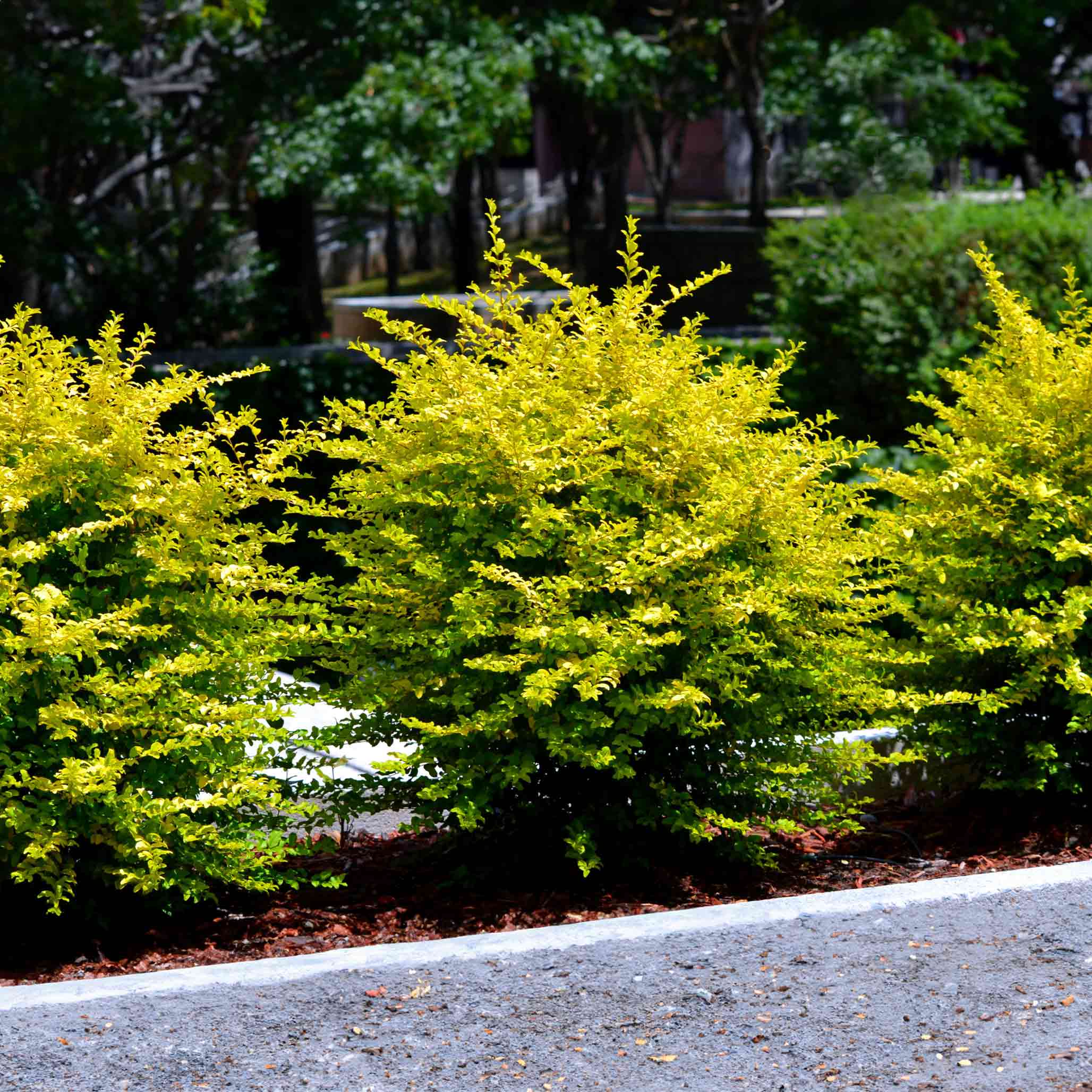 Sunshine Ligustrum - Image 4