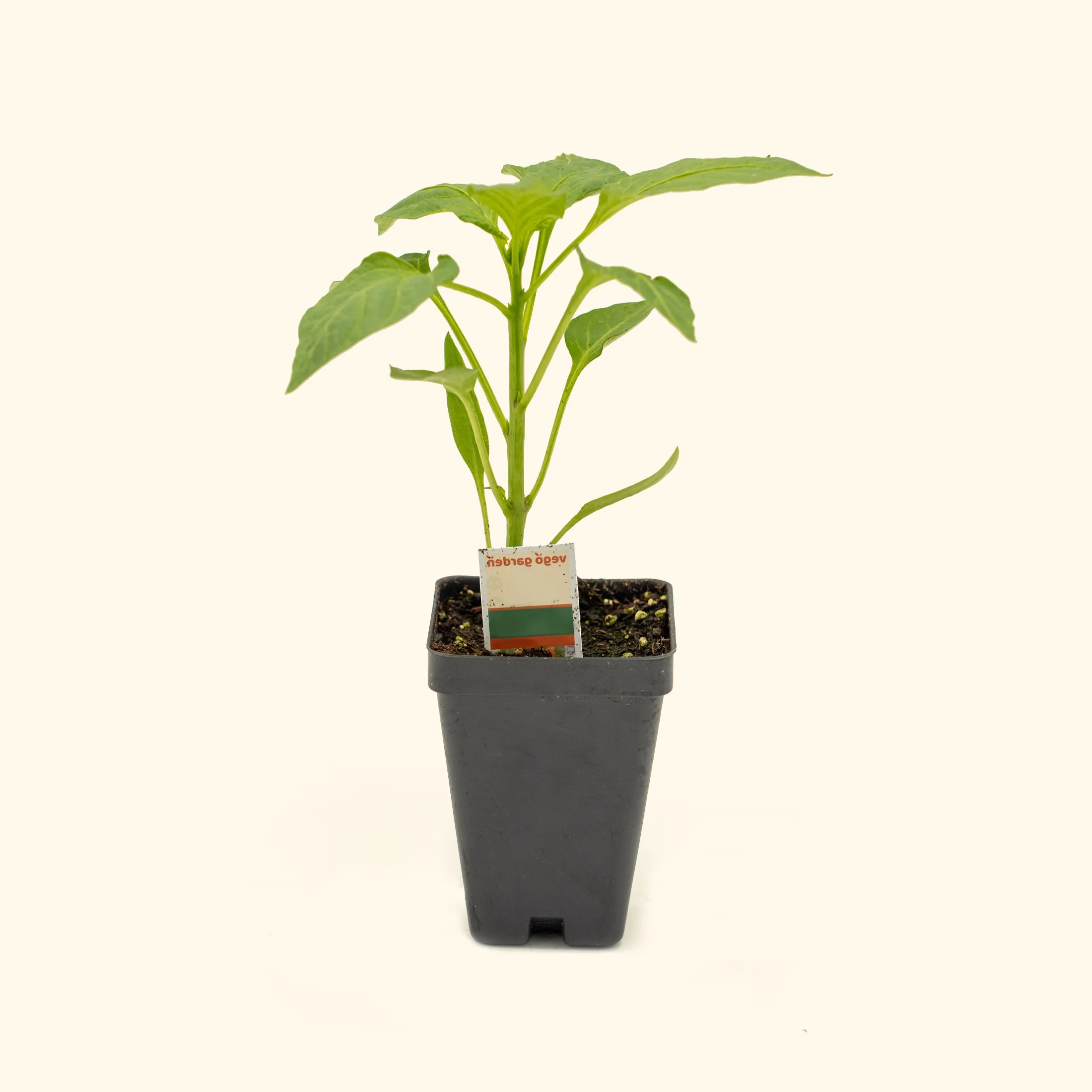 Super Chili Pepper Seedling - Image 2
