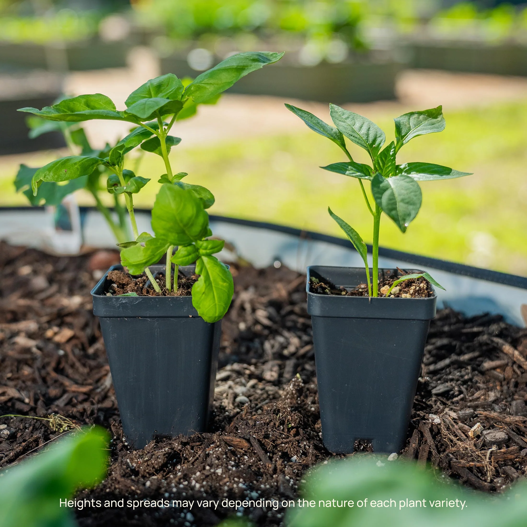 Super Chili Pepper Seedling - Image 6