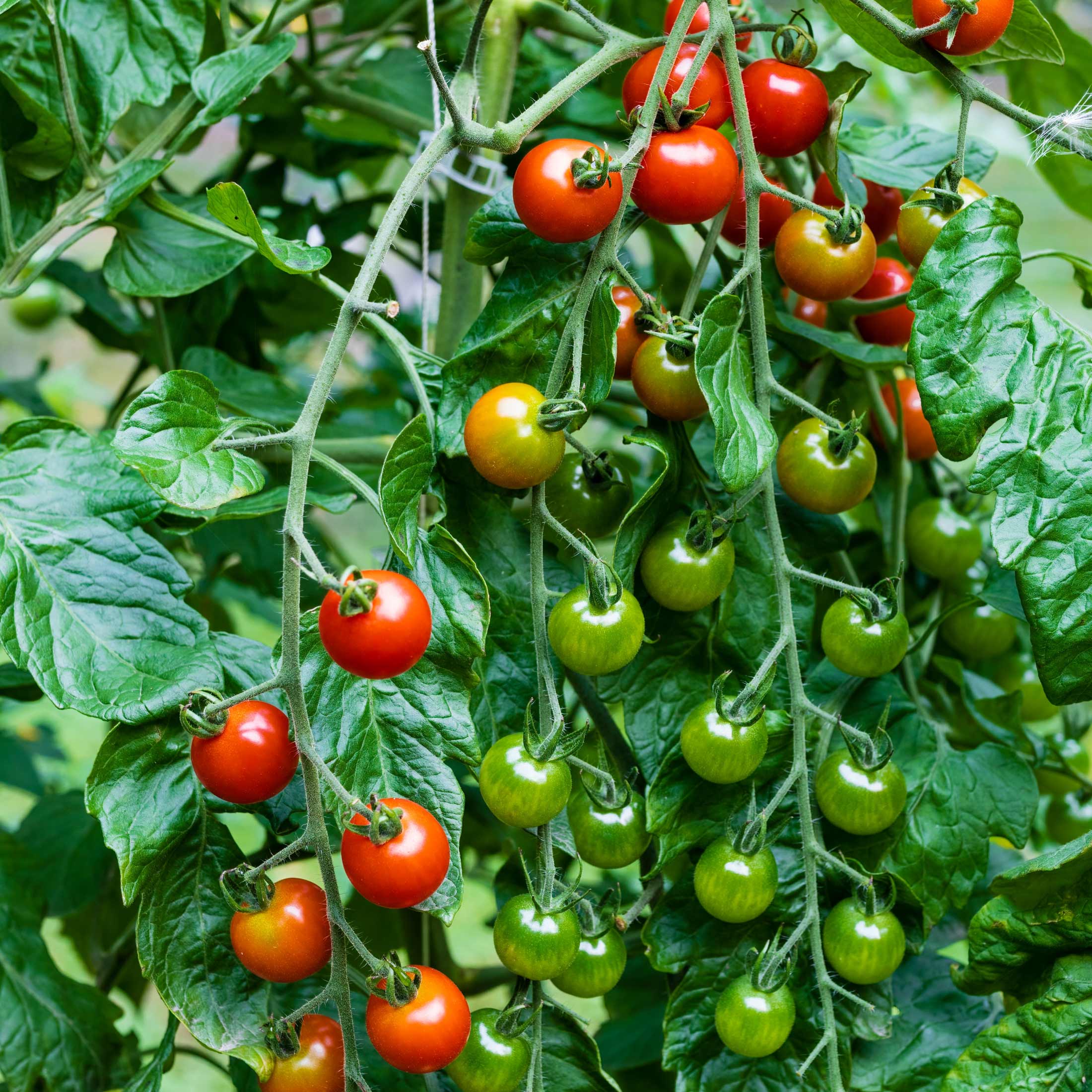 Sweet 100 Tomato Seedling - Image 4