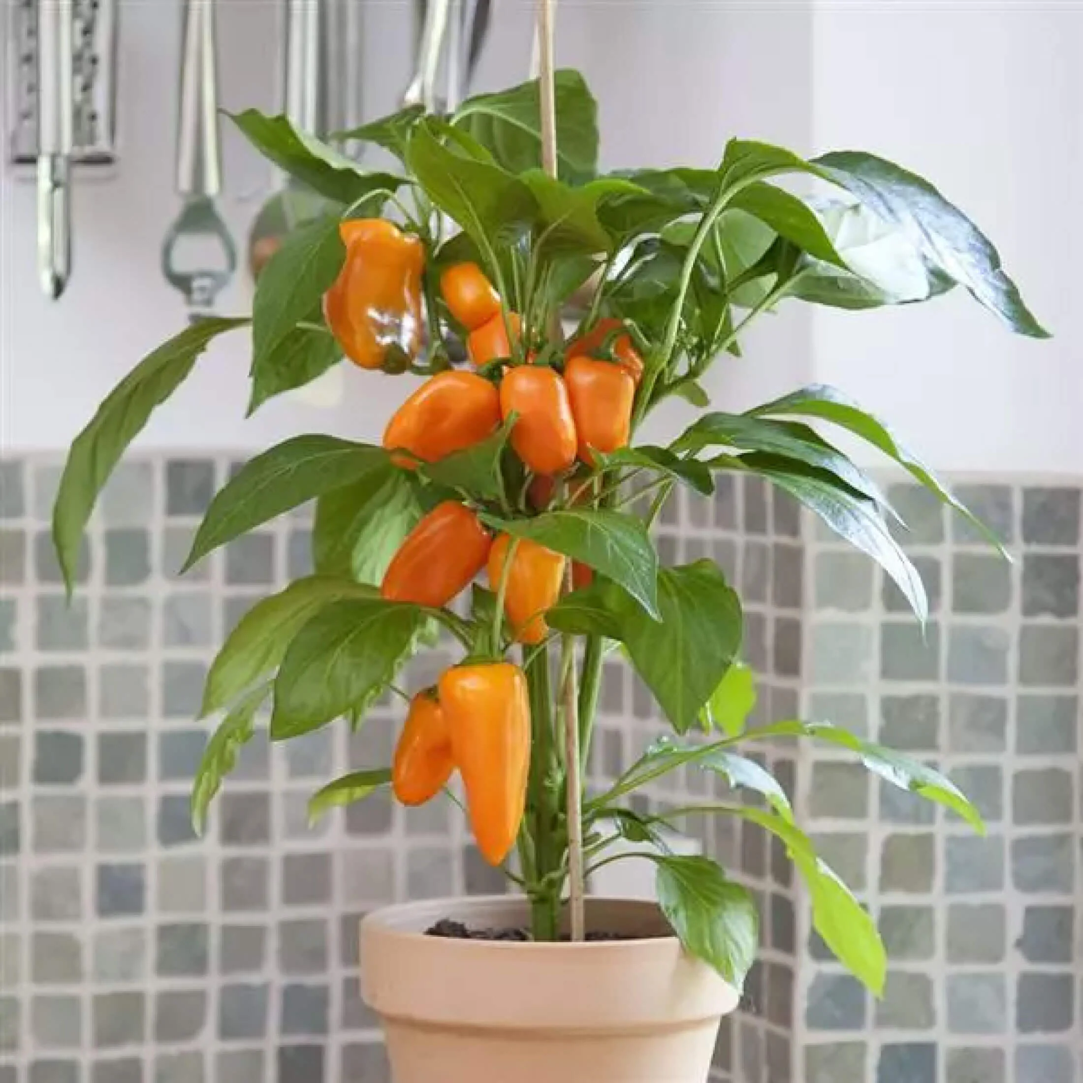 Kitchen Minis™ Sweet Fresh Bites Orange Pepper Seedling - Image 5