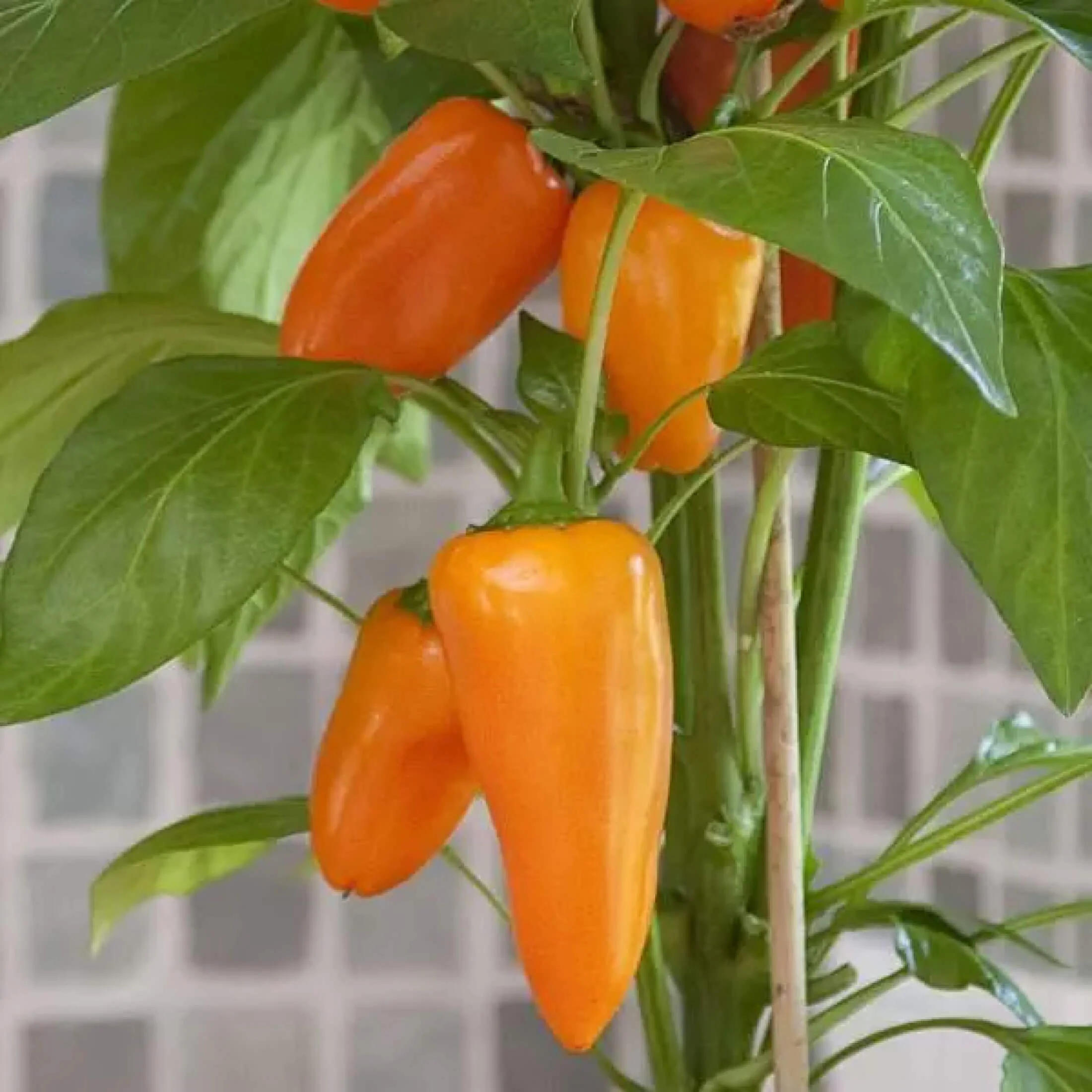 Kitchen Minis™ Sweet Fresh Bites Orange Pepper Seedling - Image 6
