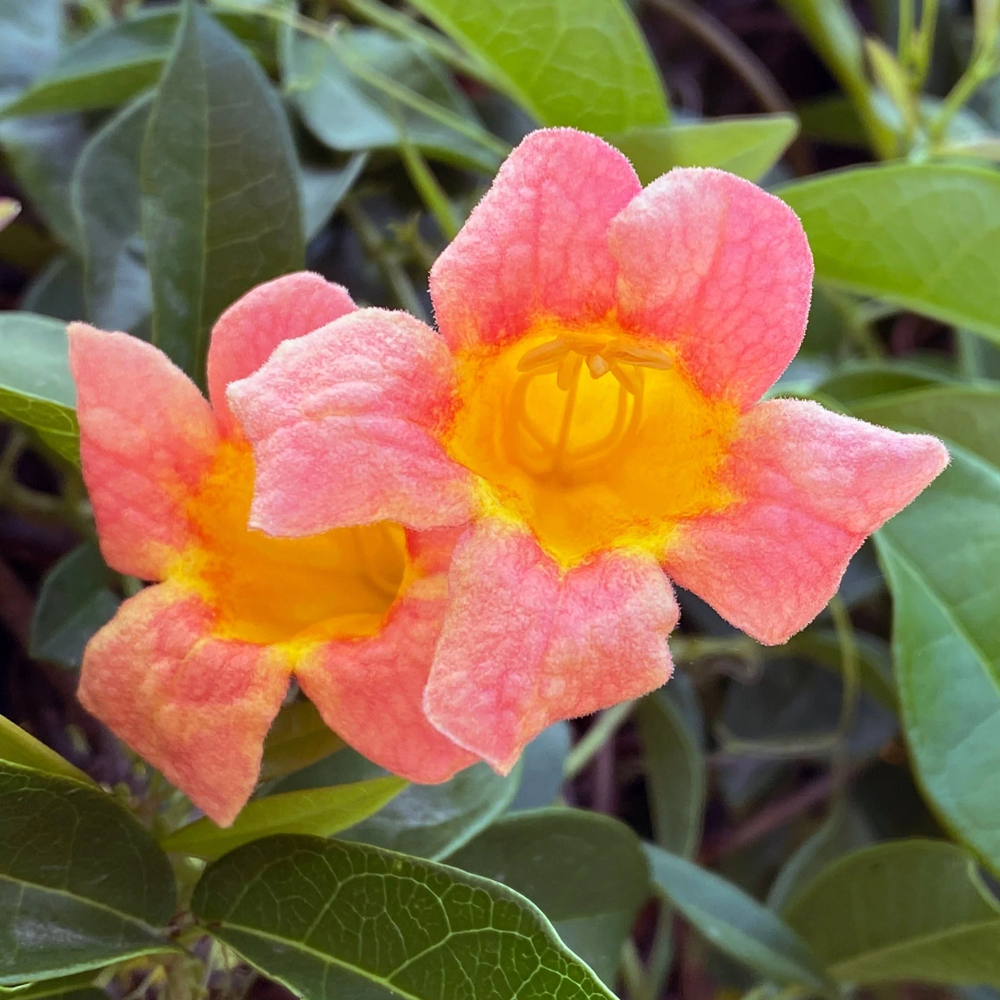 Tangerine Beauty Crossvine - Image 2