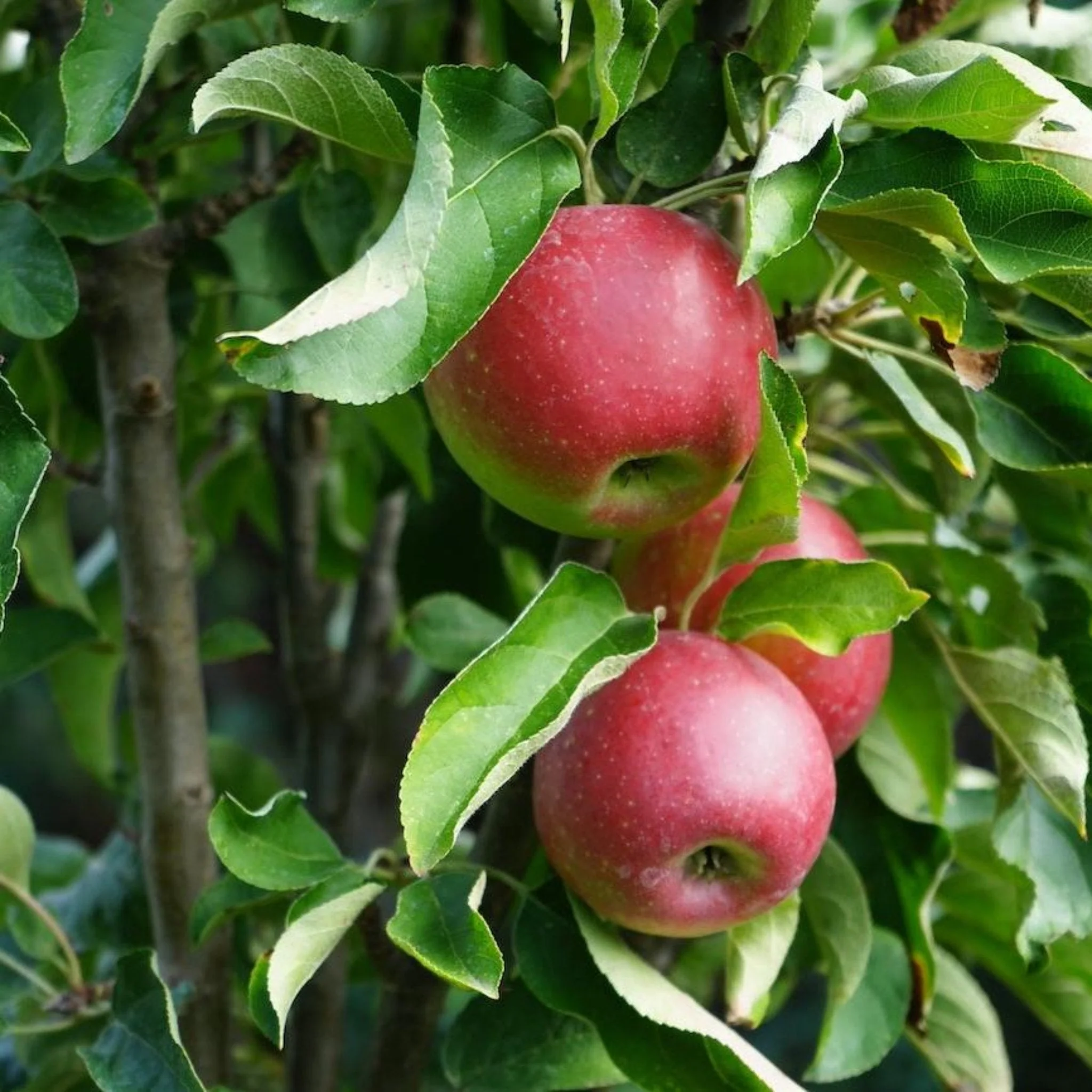 Tasty Red™ Fruit Snacks™ Apple Tree - Image 2