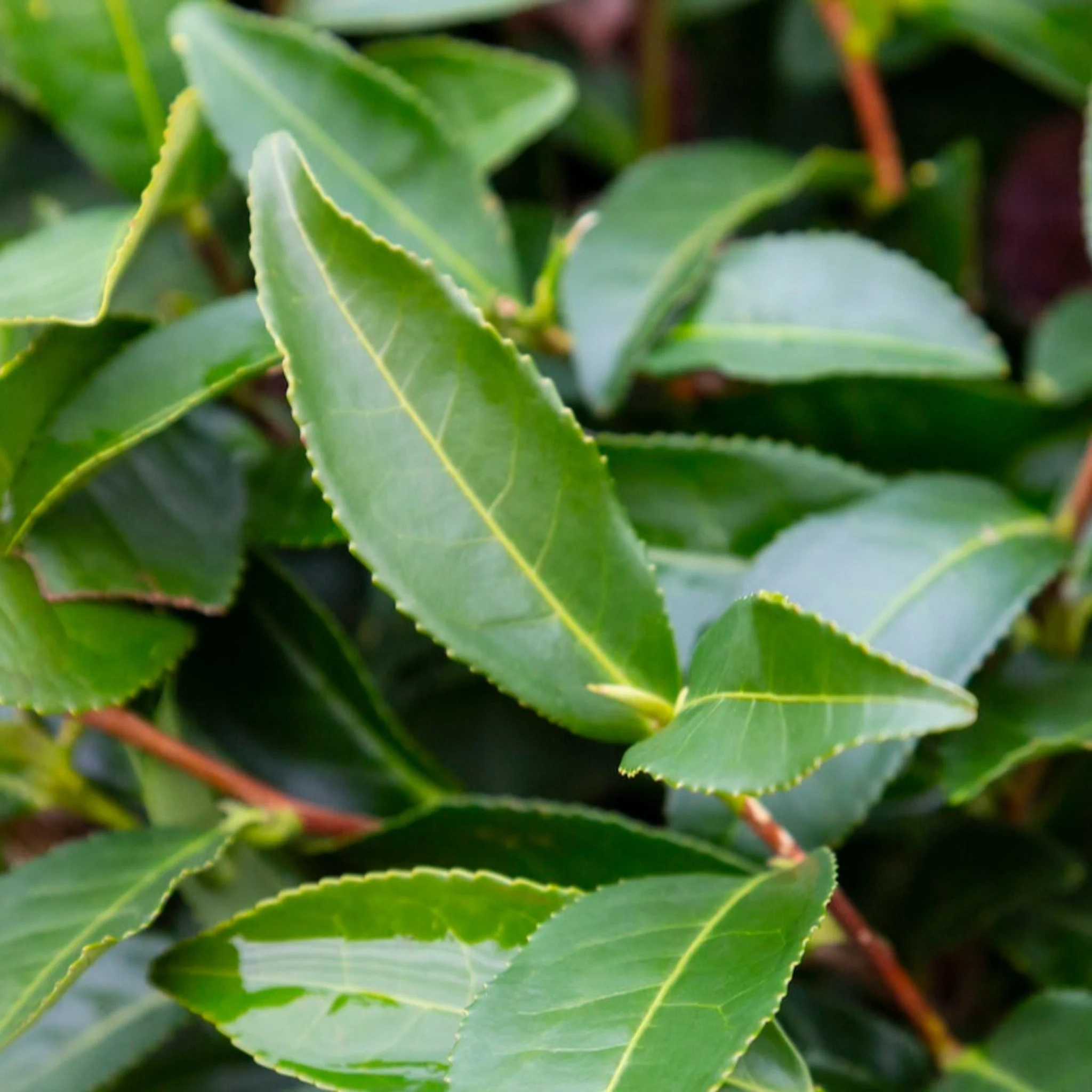 Tea Plant (Camellia Sinensis) - Image 2