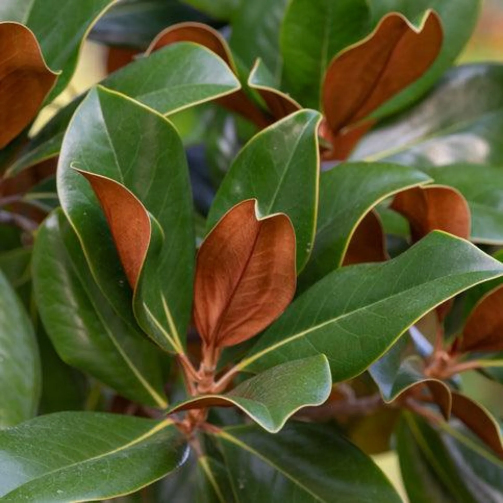 Teddy Bear® Southern Magnolia - Image 2