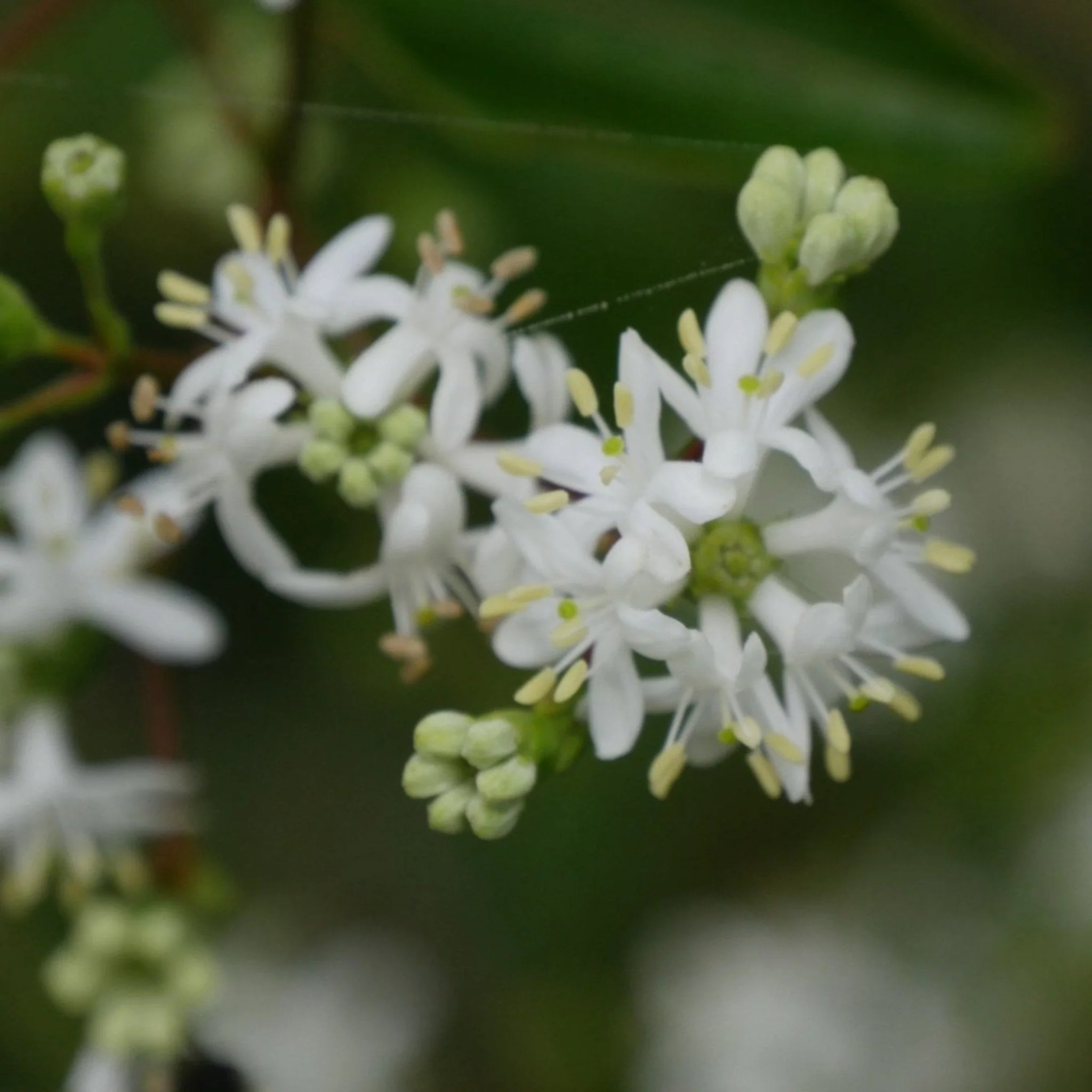 Temple of Bloom® Seven-Son Flower - Image 2