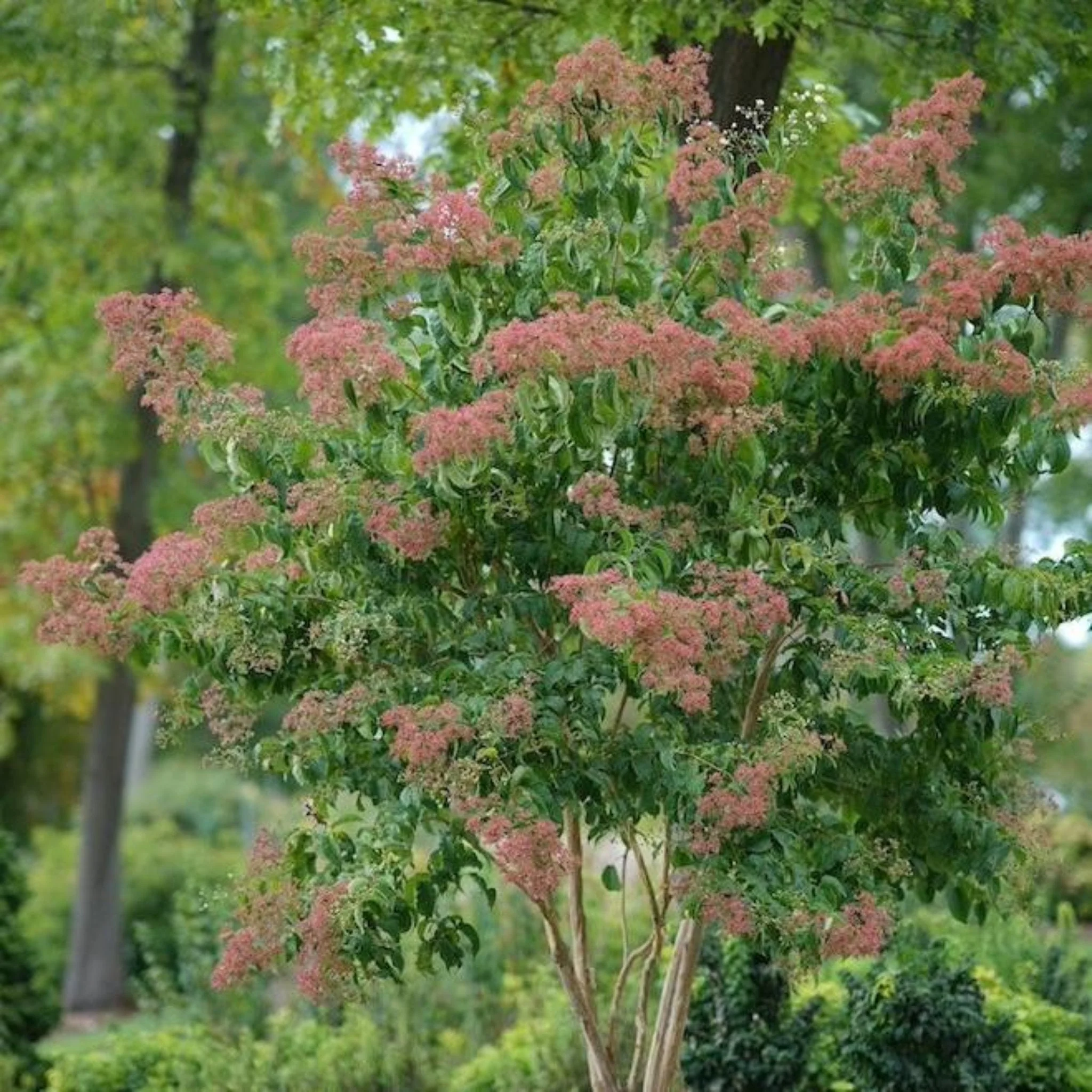 Temple of Bloom® Seven-Son Flower - Image 3