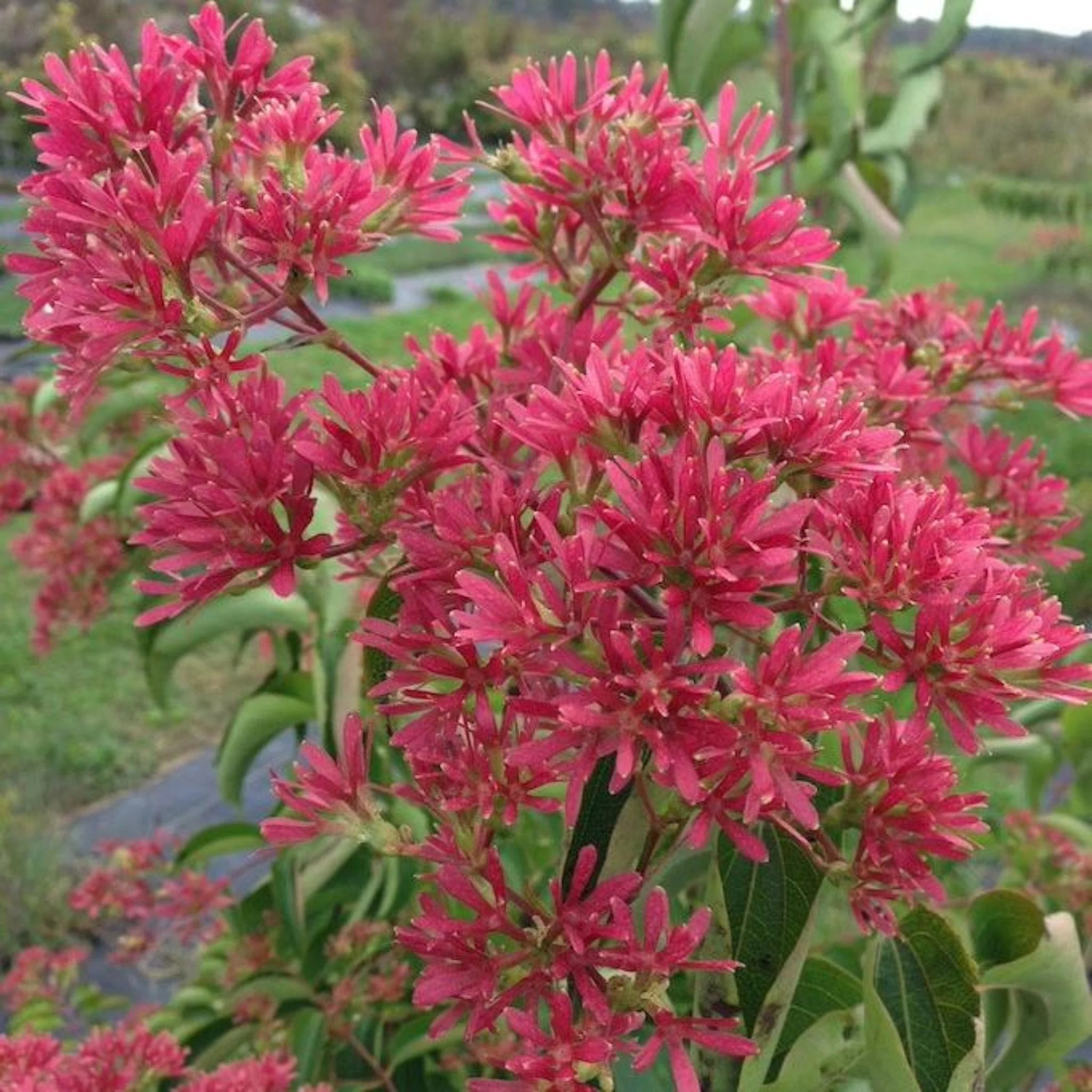 Temple of Bloom® Seven-Son Flower - Image 4