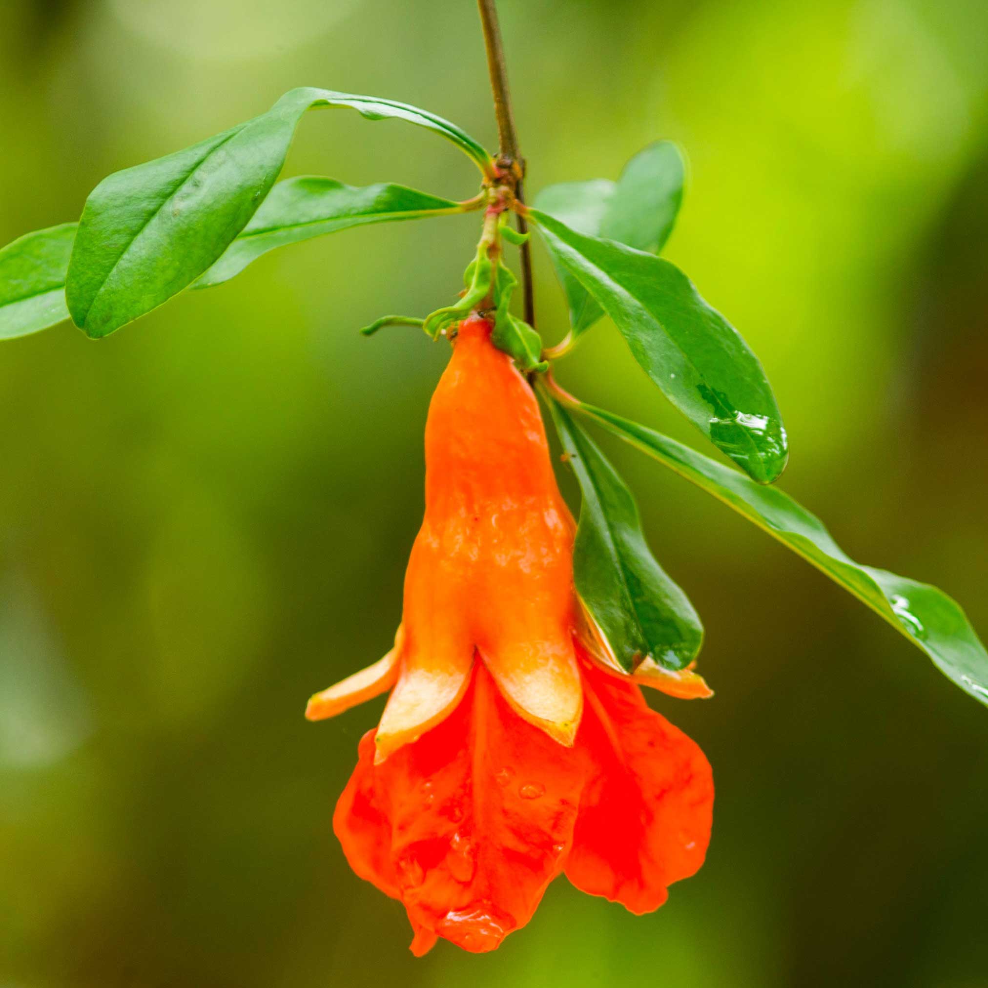 Texas Pink Pomegranate Tree - Image 2