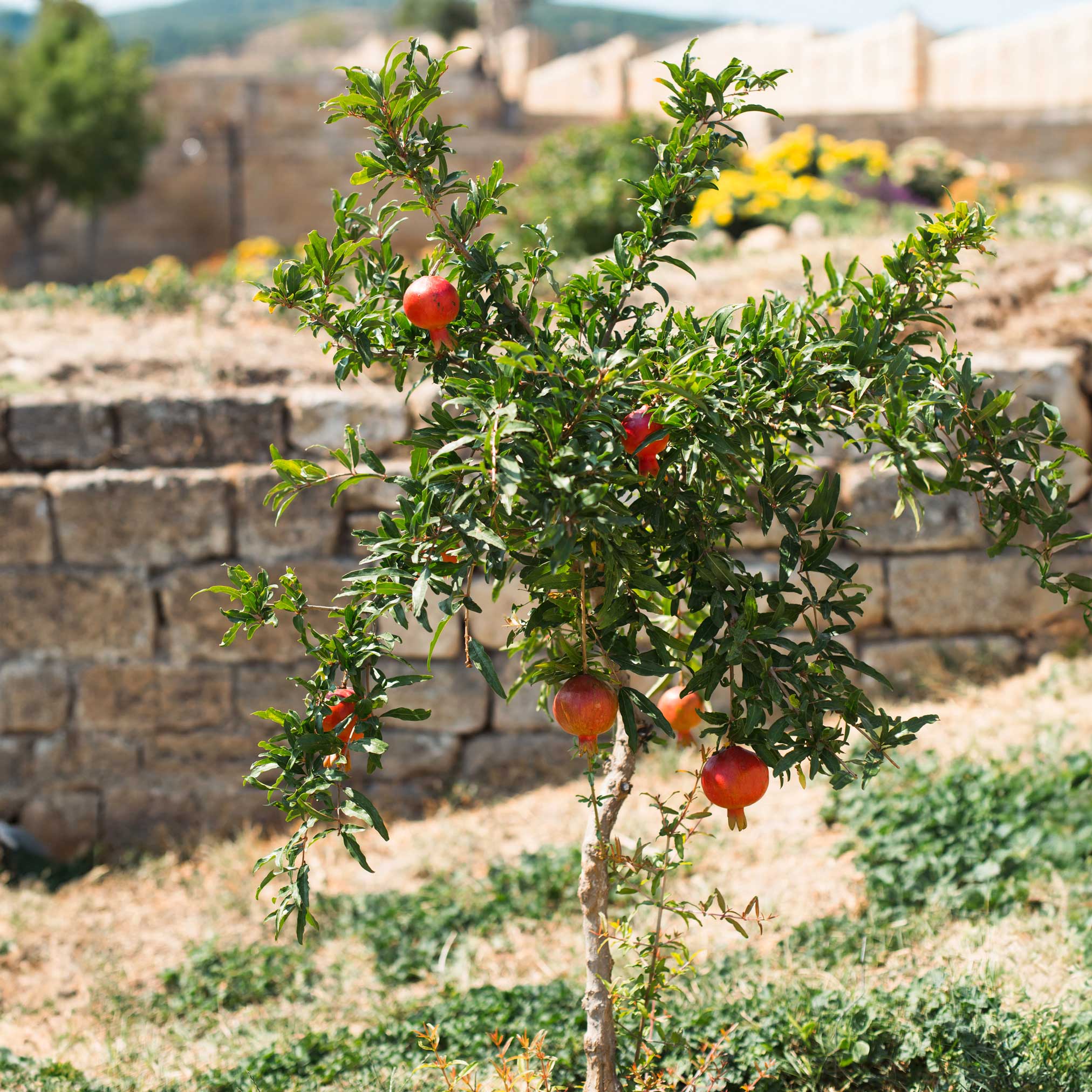 Texas Pink Pomegranate Tree - Image 3