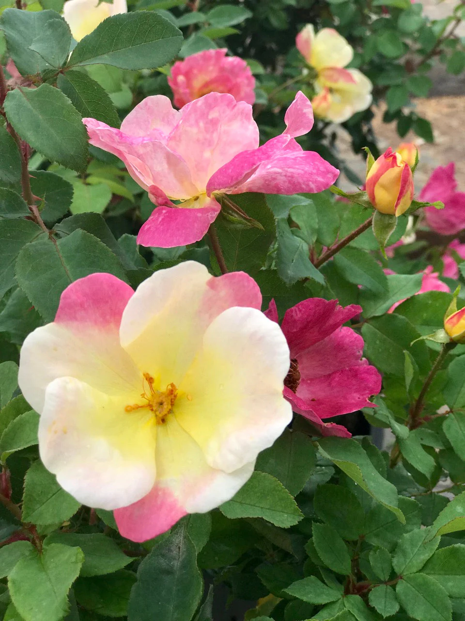 The Champion™ Sunblush Rose - Image 2
