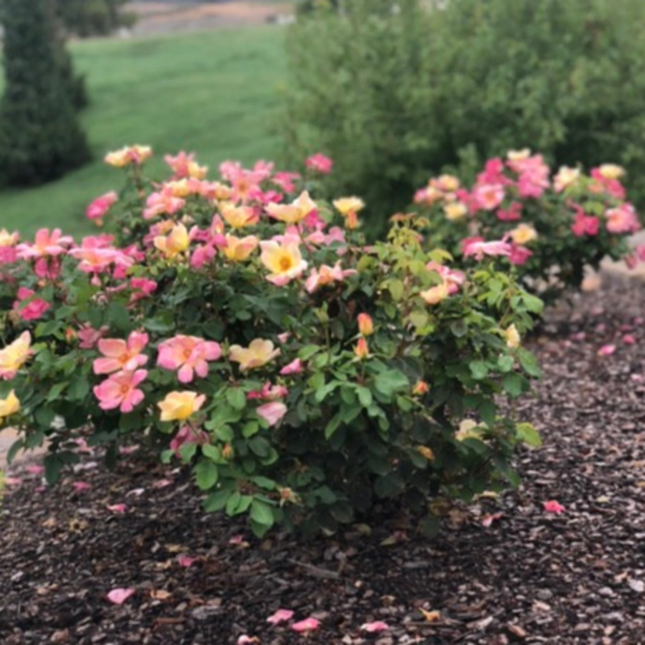 The Champion™ Sunblush Rose - Image 3