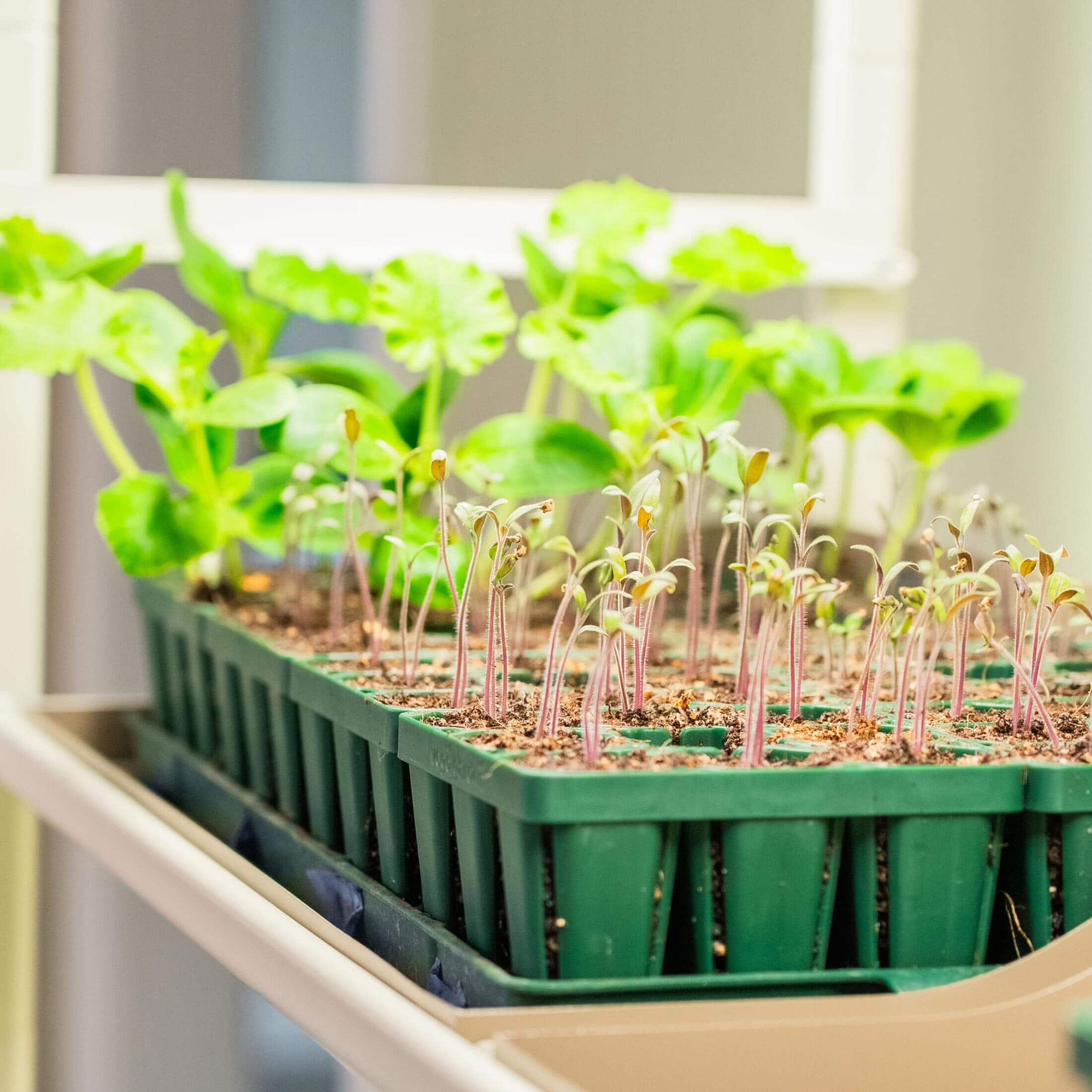4 Tier Grow Light Garden - Image 13
