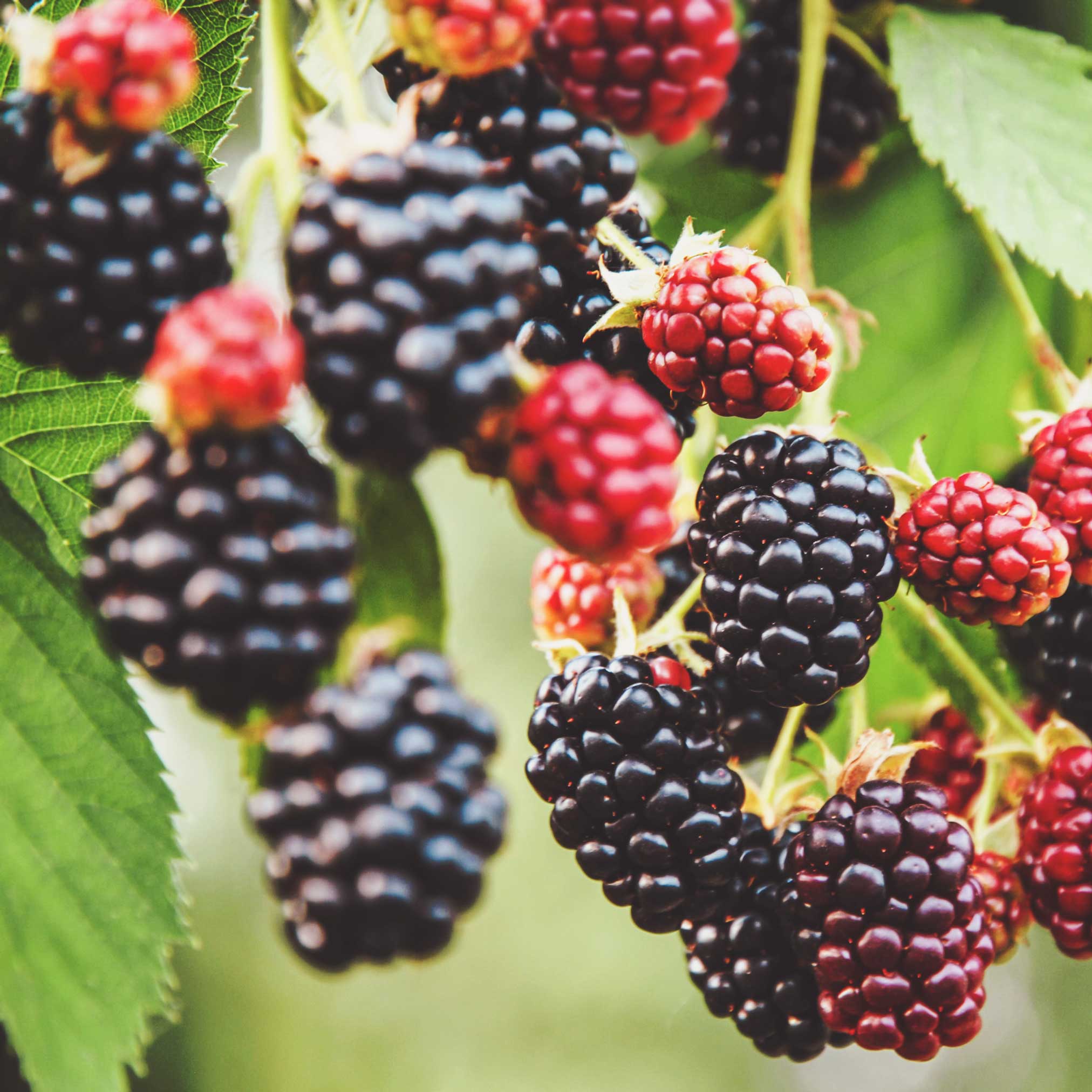 Thornless Blackberry Bush - Image 2
