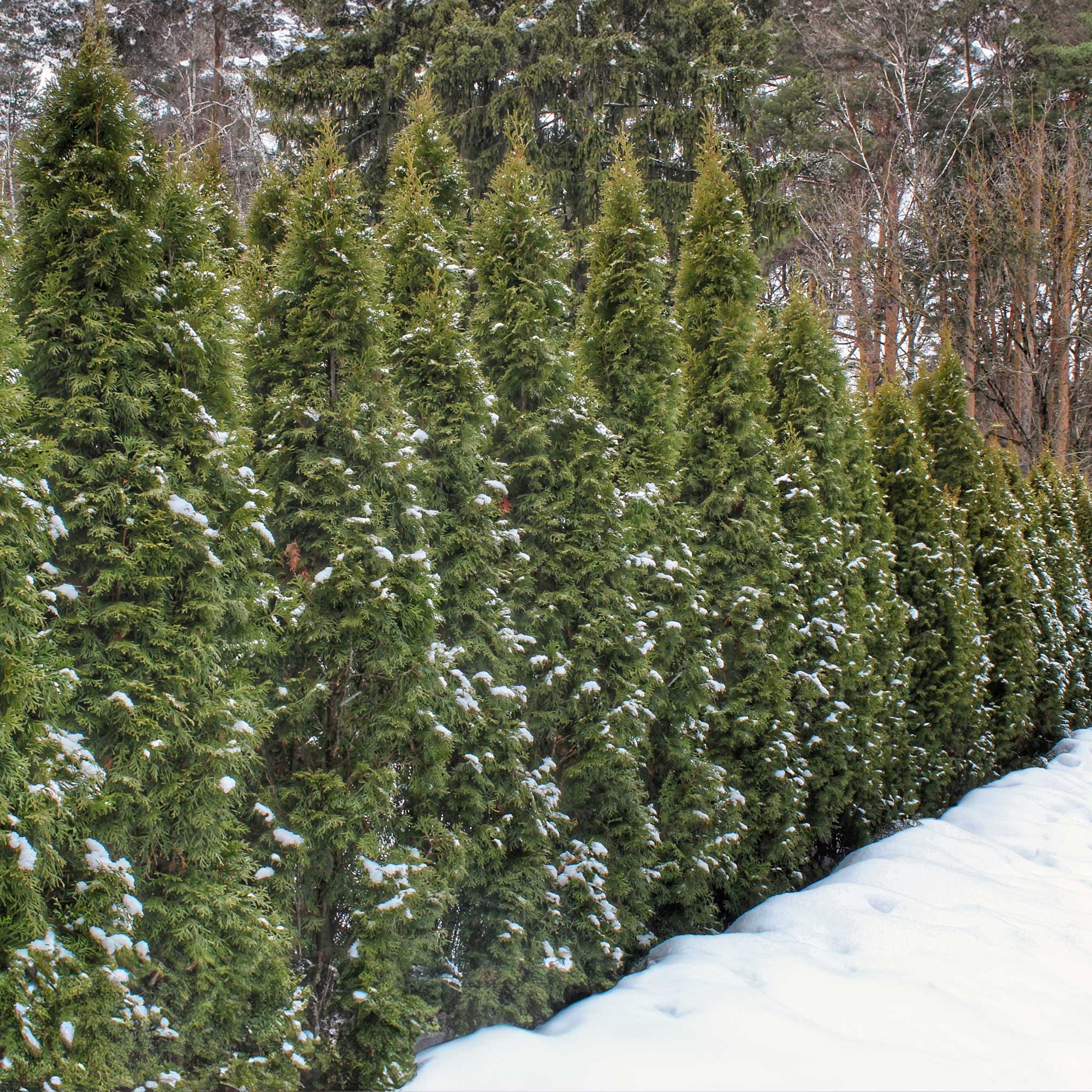 Thuja Green Giant - Image 2