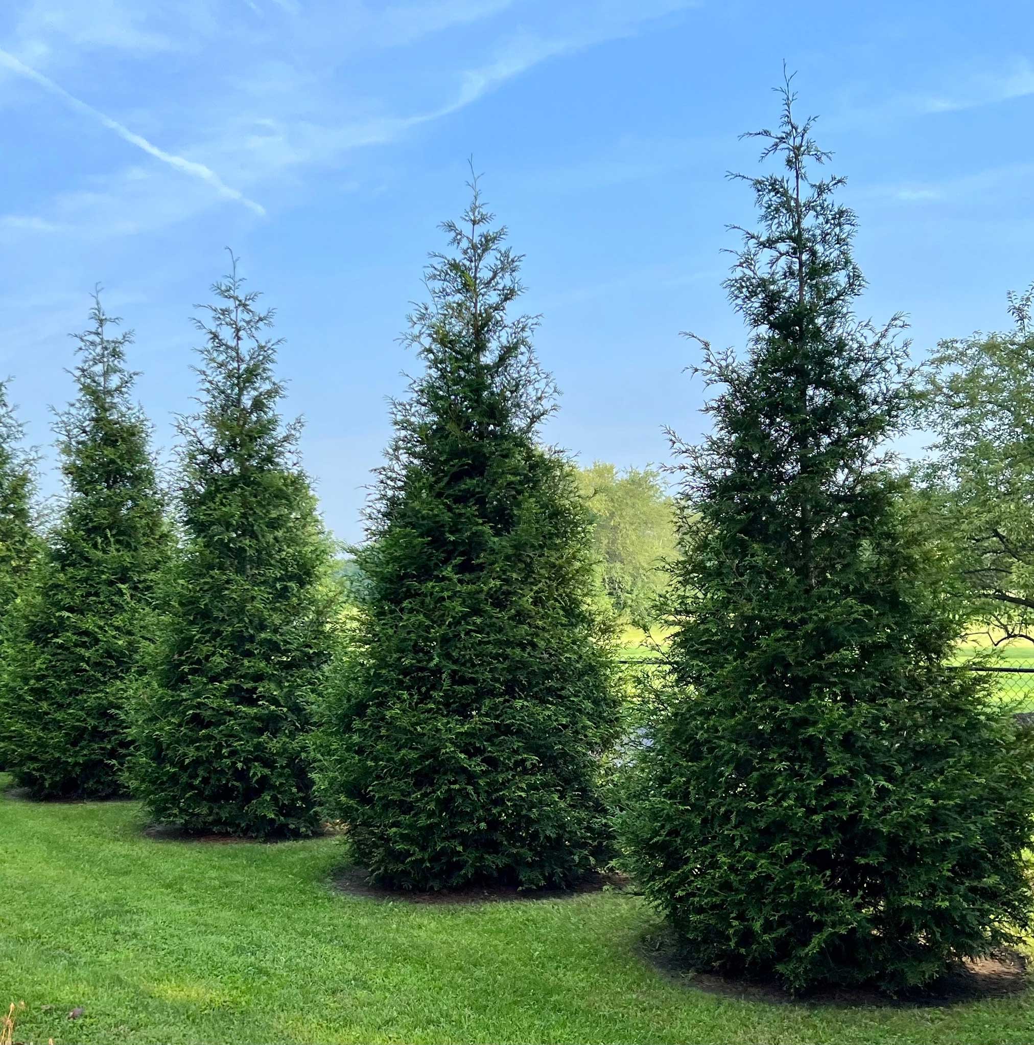 Thuja Green Giant - Image 3