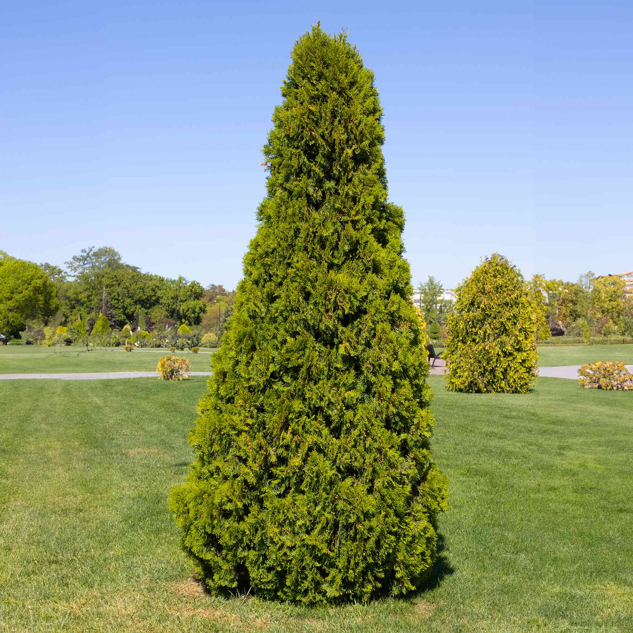 Thuja Virginian™ - Image 2