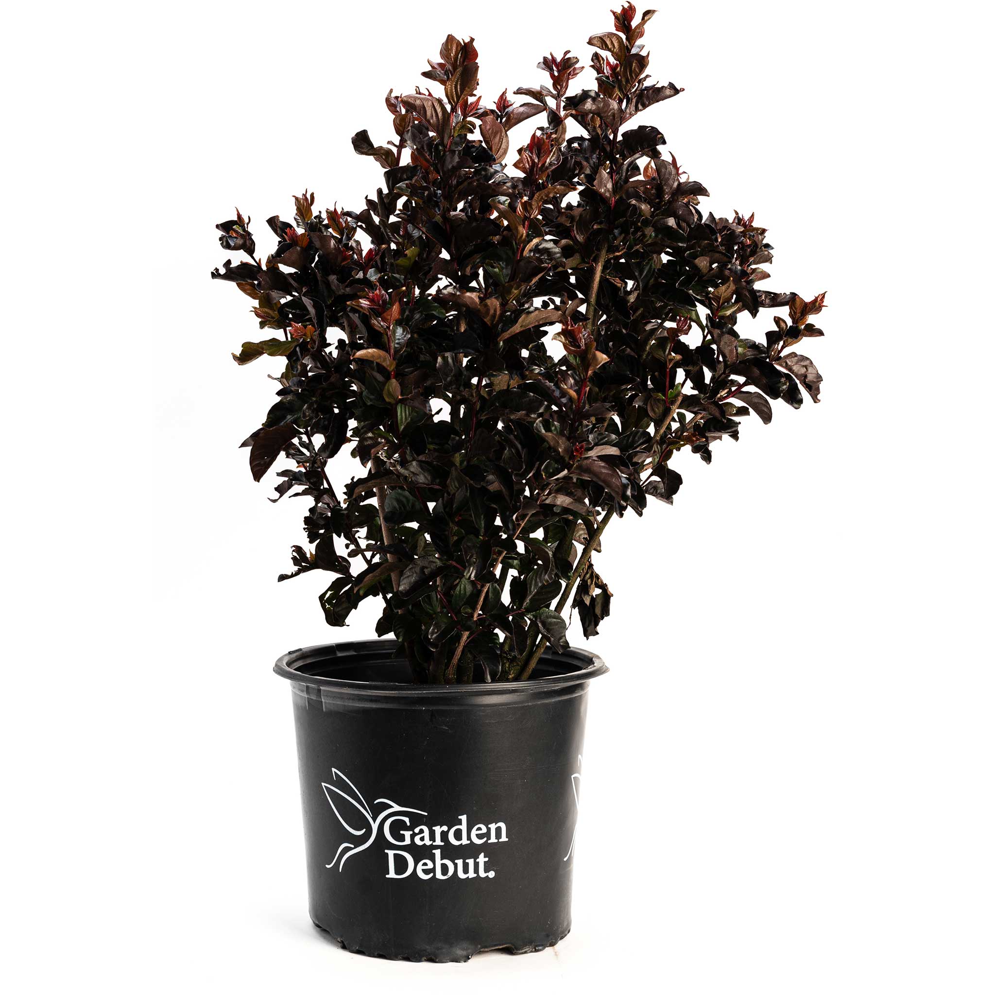 Thunderstruck™ Rumblin Red™ Crape Myrtle - Image 3