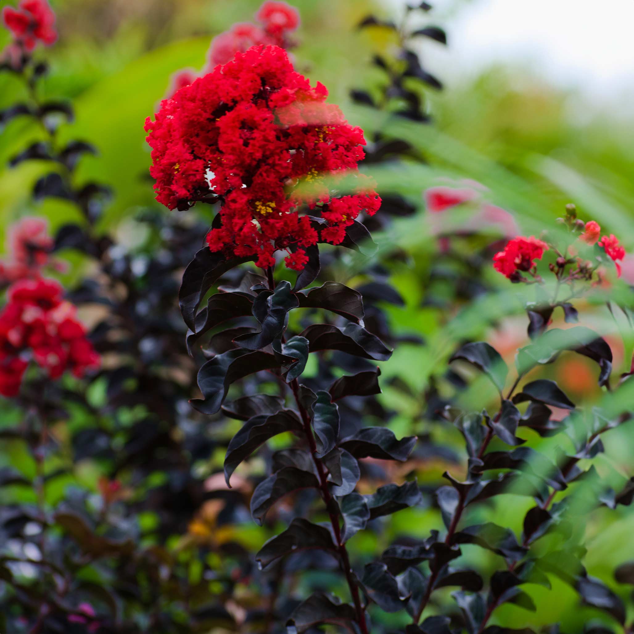 Thunderstruck™ Rumblin' Red™ Crapemyrtle - Image 2