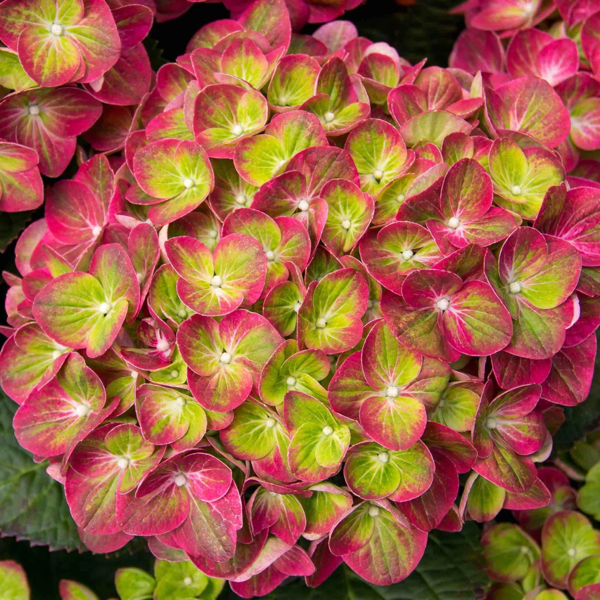 Tilt-A-Swirl® Bigleaf Hydrangea - Image 3