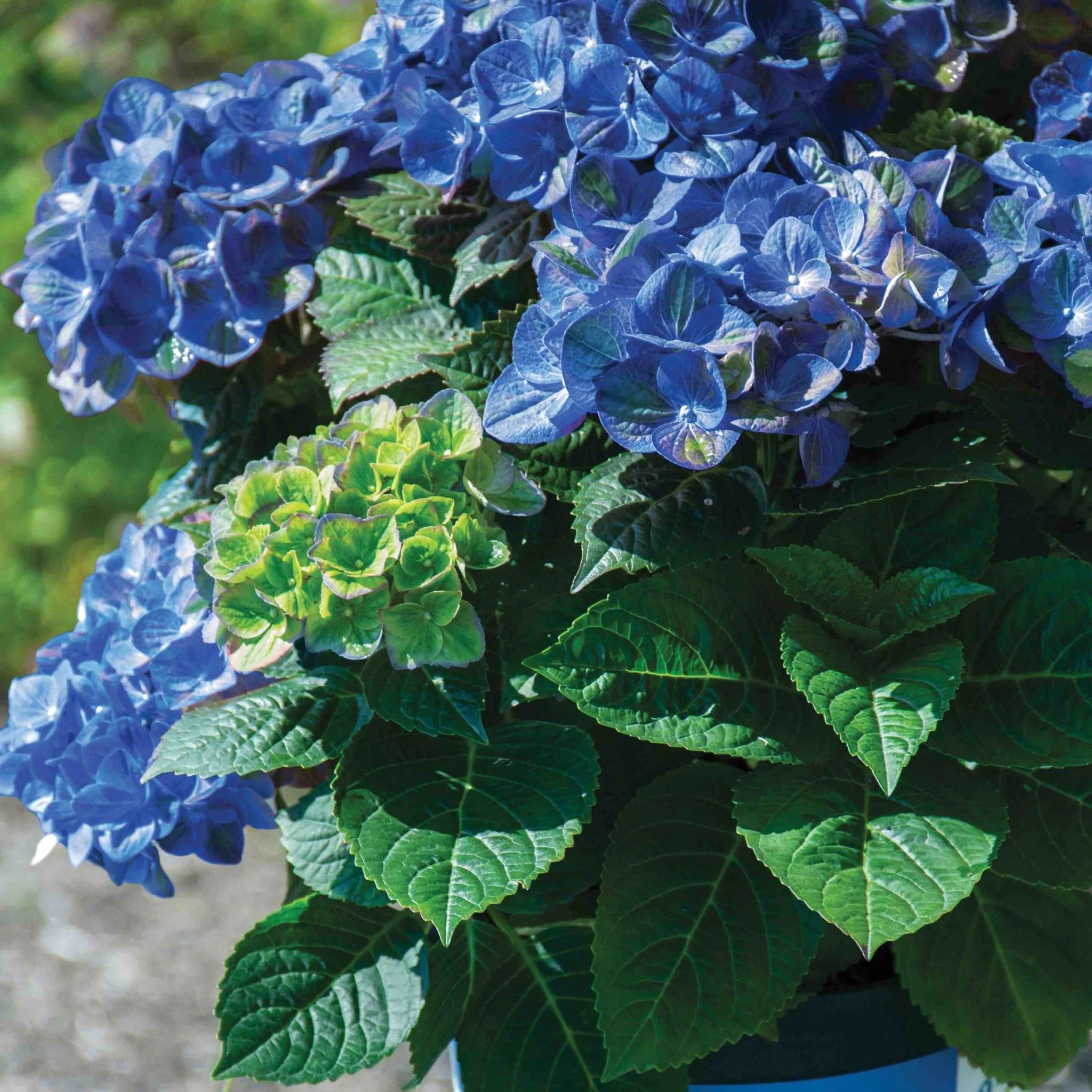 Tilt-a-Swirl® Hydrangea - Image 2