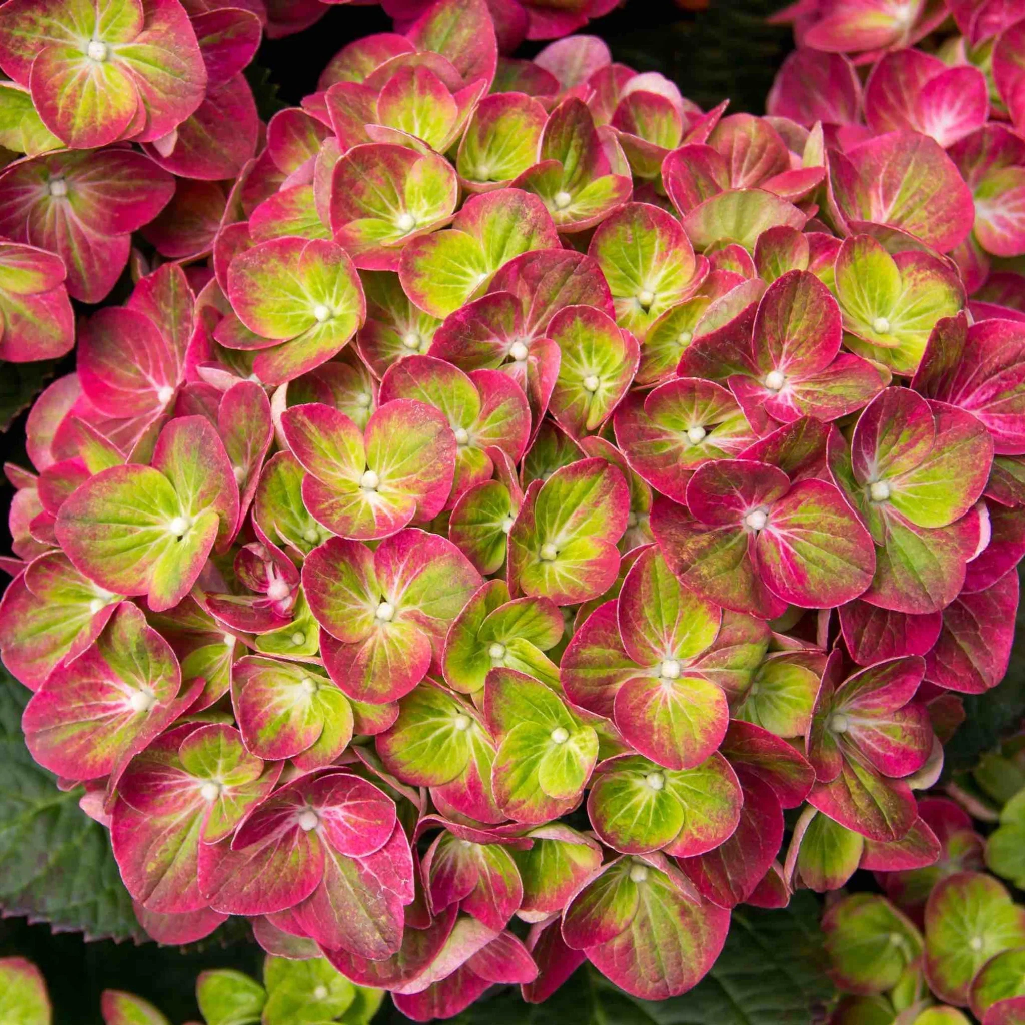 Tilt-a-Swirl® Hydrangea - Image 3