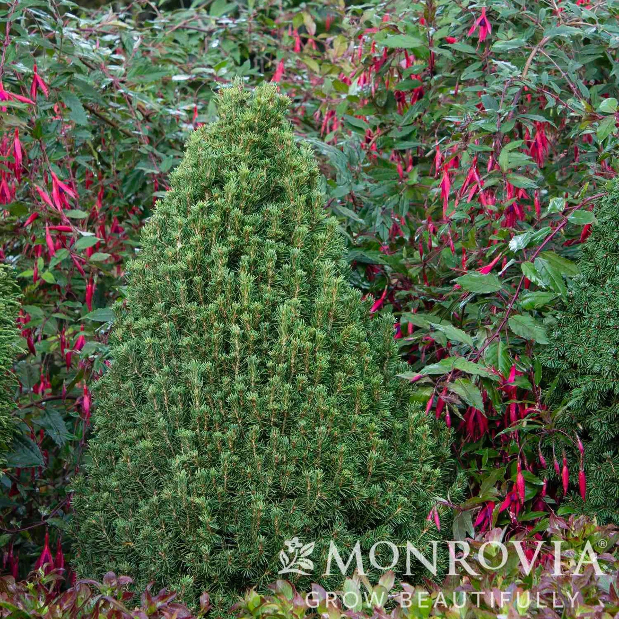 Tiny Tower® Dwarf Alberta Spruce - Image 2