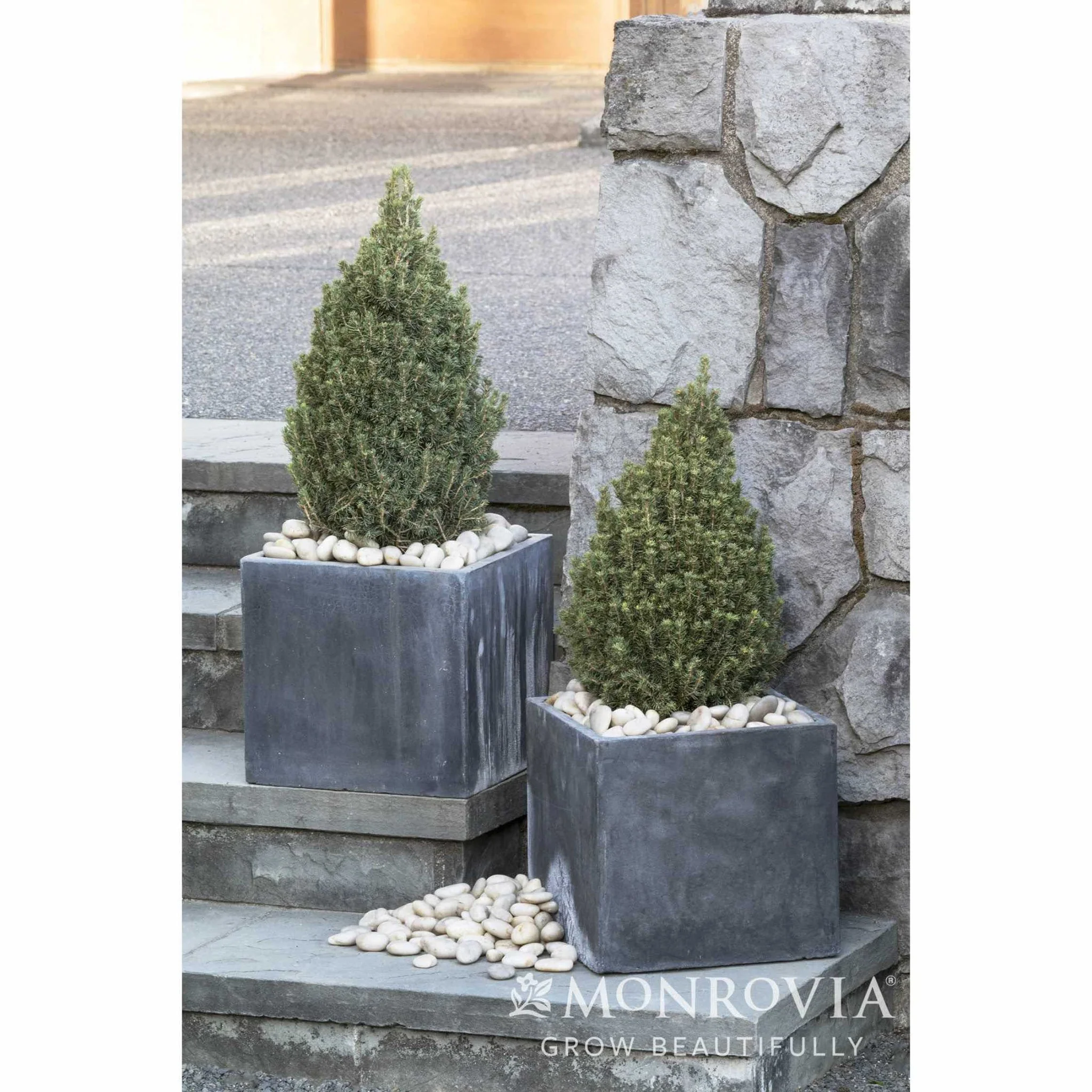 Tiny Tower® Dwarf Alberta Spruce - Image 3