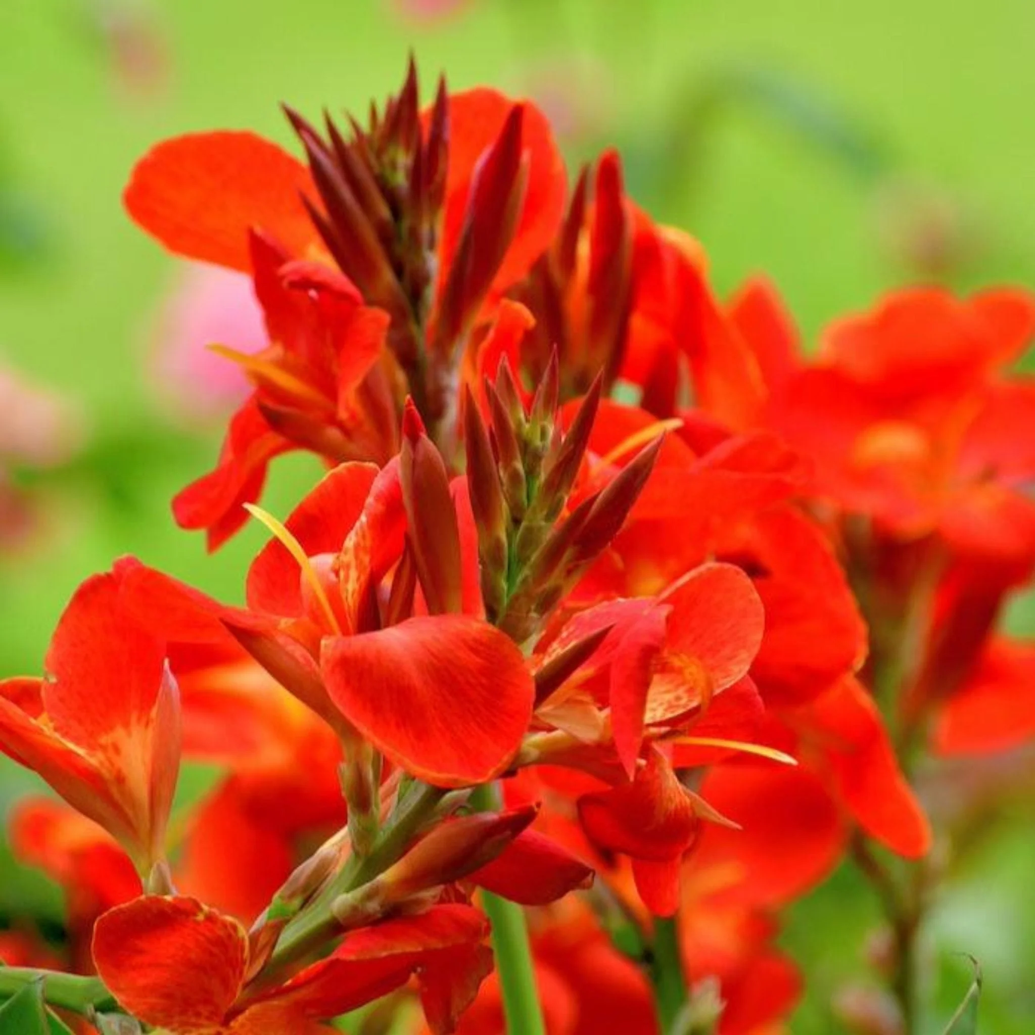 Toucan® Scarlet Canna Lily - Image 2