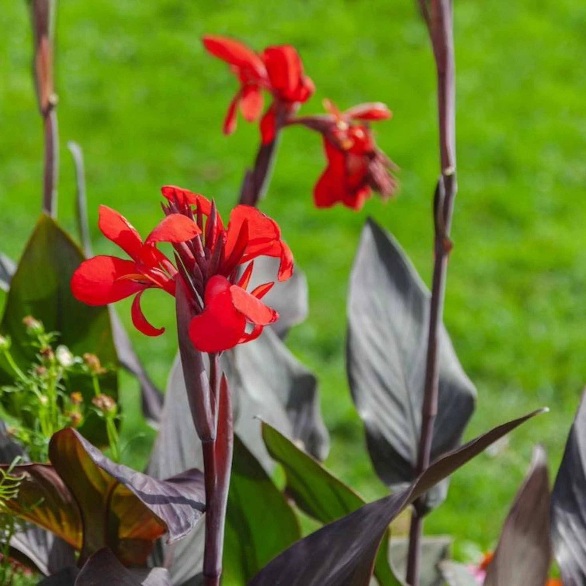 Toucan® Scarlet Canna Lily - Image 3