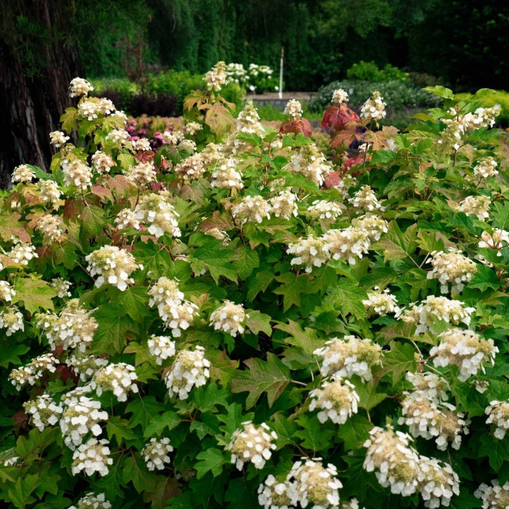 Toy Soldier™ Hydrangea - Image 2