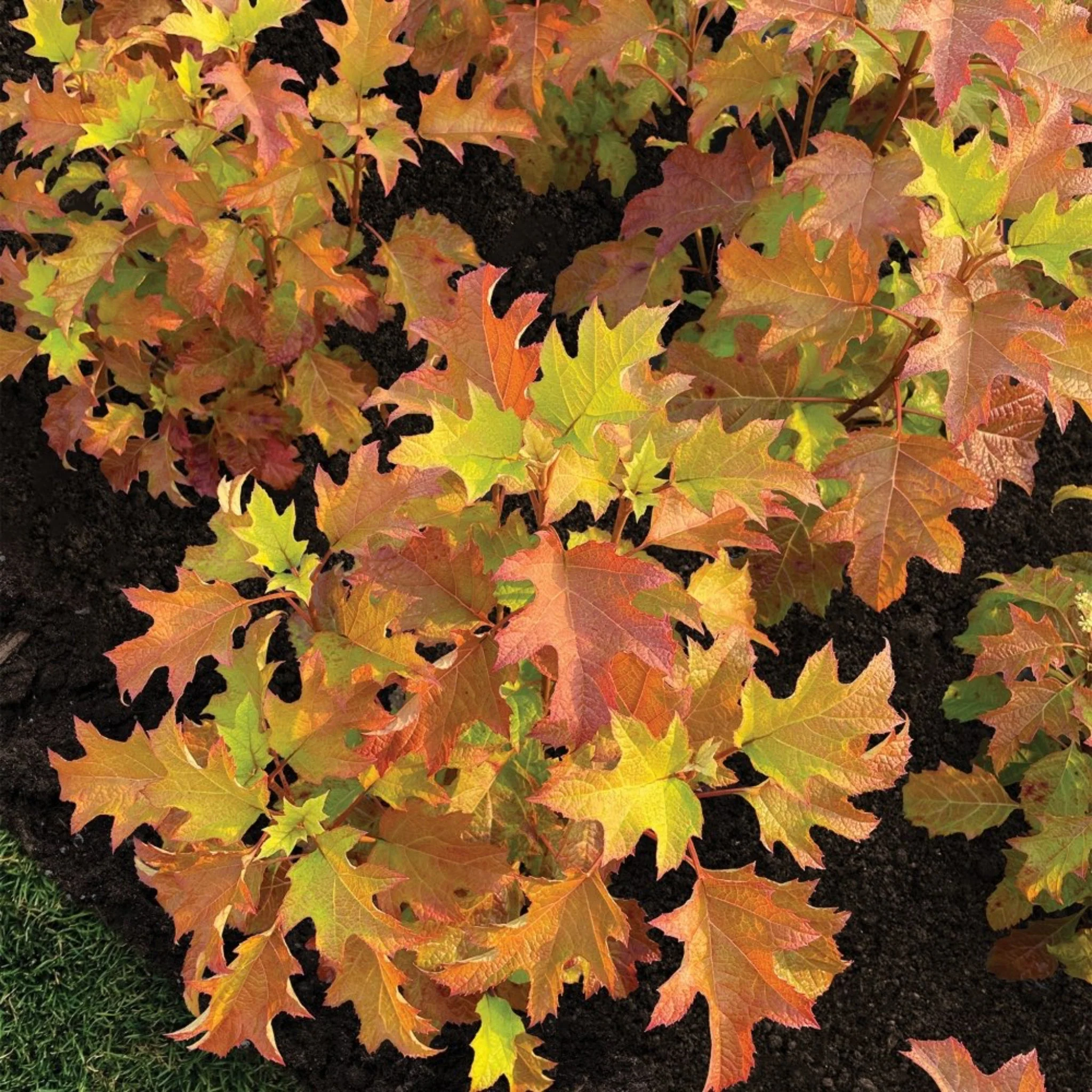 Toy Soldier™ Hydrangea - Image 3