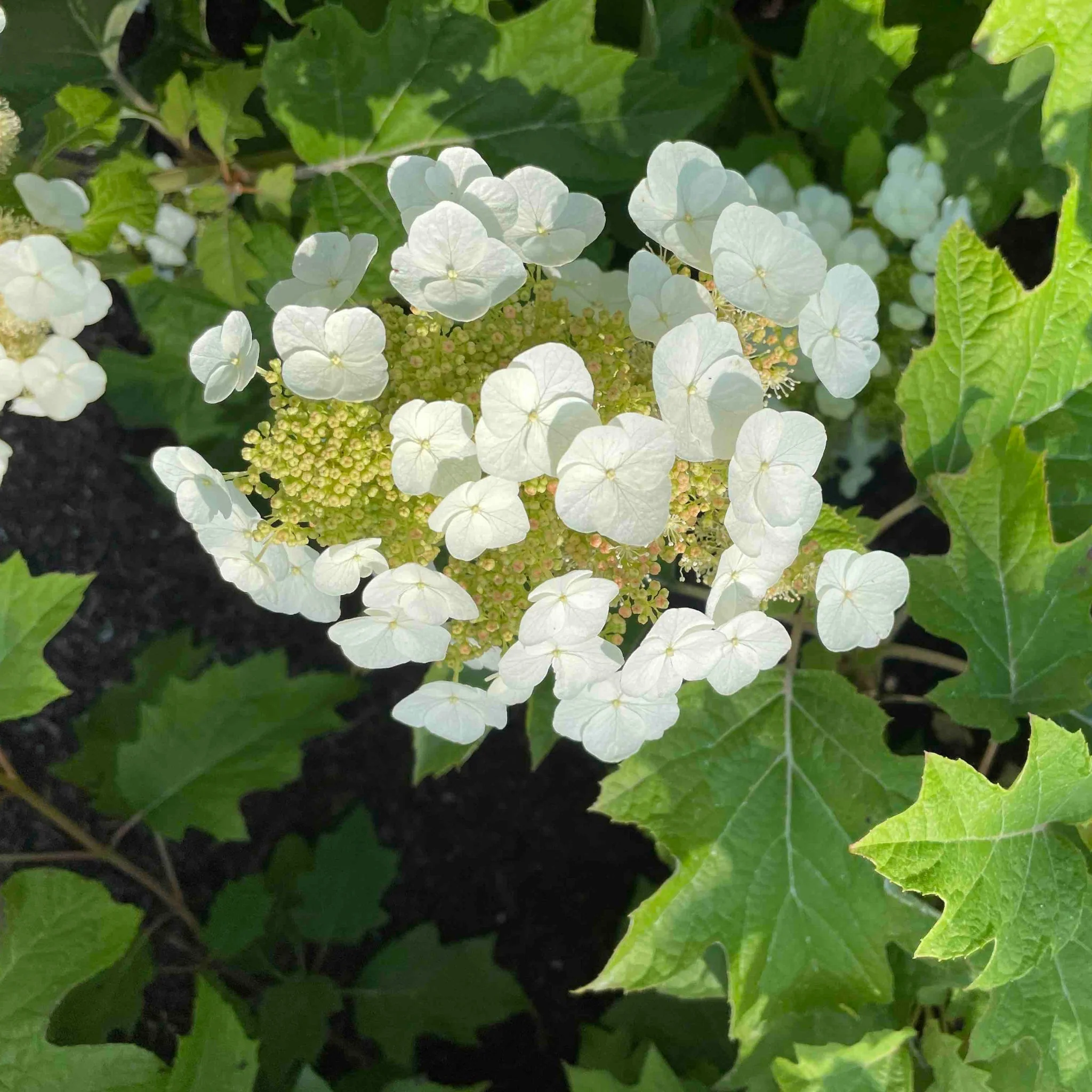Toy Soldier™ Hydrangea - Image 4