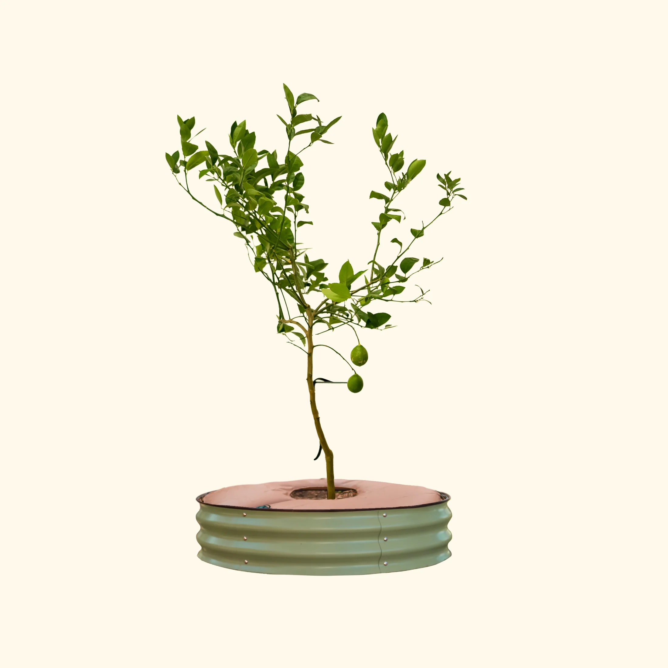 Tree Surround & Watering Ring Kit - Image 12