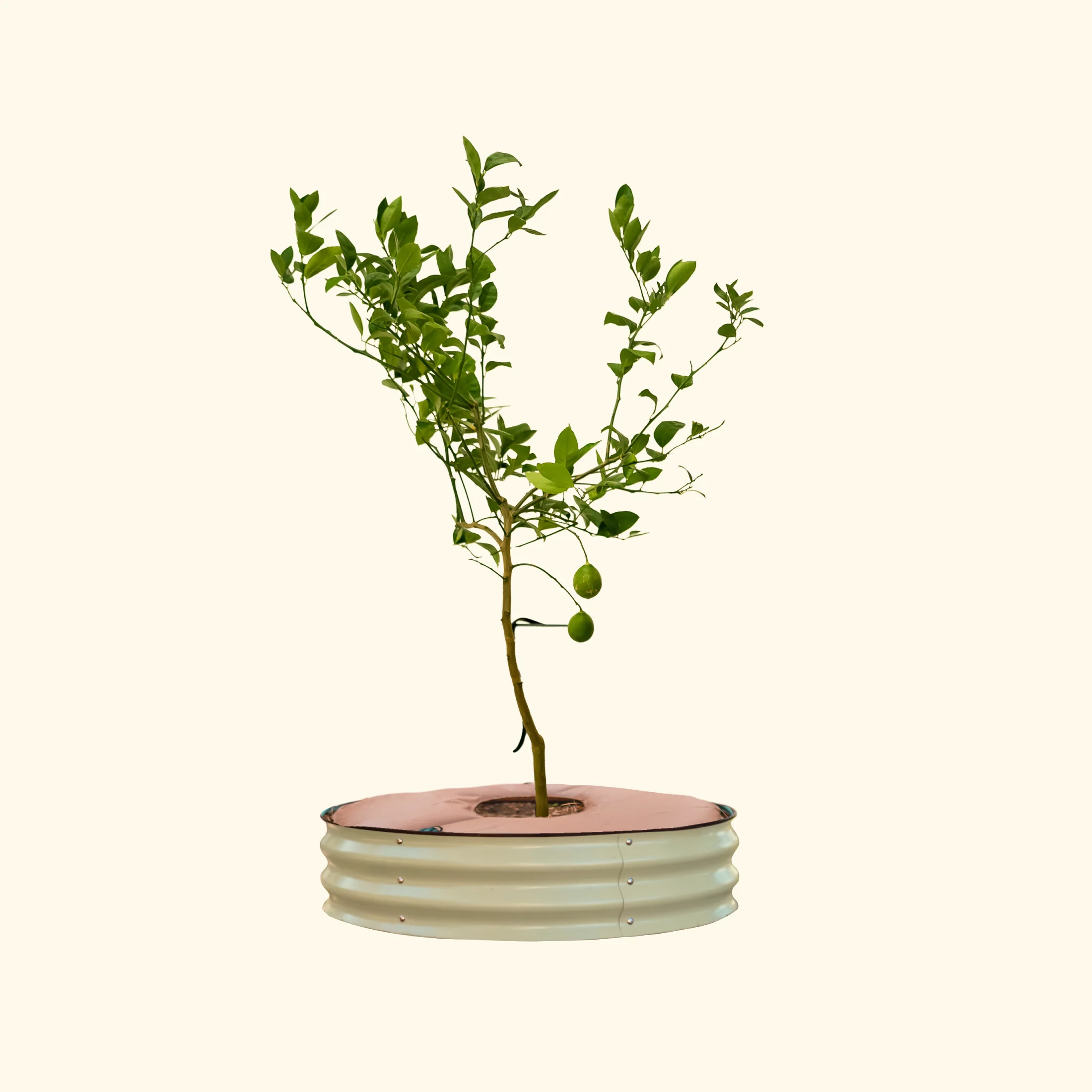 Tree Surround & Watering Ring Kit - Image 13