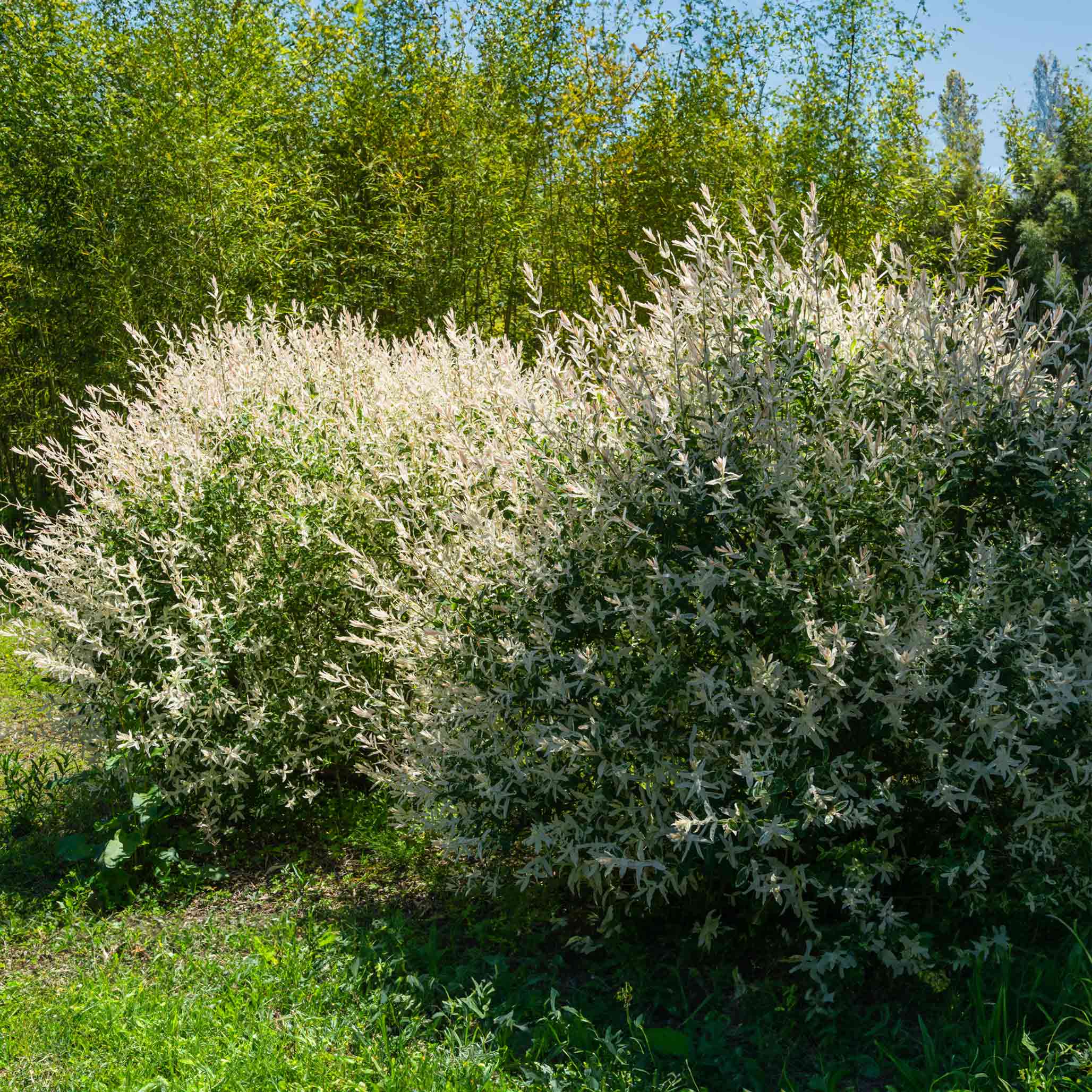 Tri-Color Dappled Willow Bush - Image 2