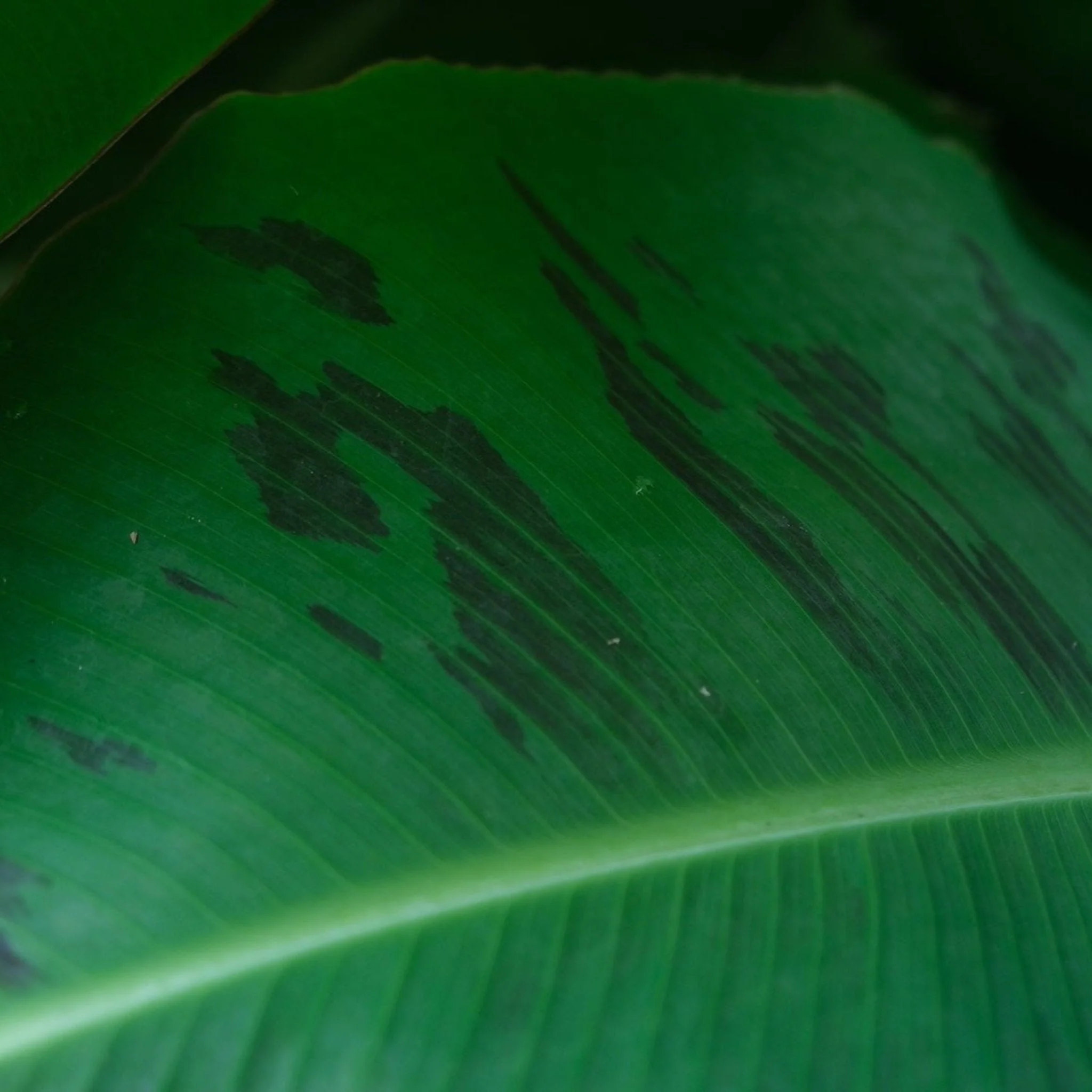 Truly Tiny Banana Tree - Image 2