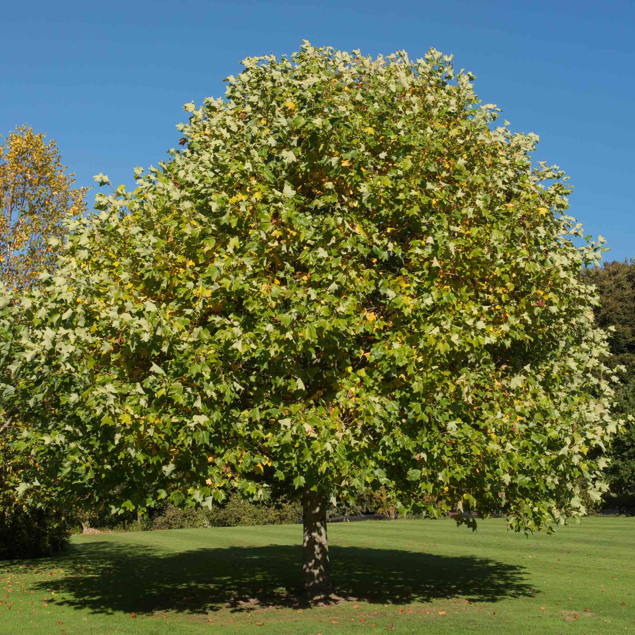Tulip Poplar - Image 2