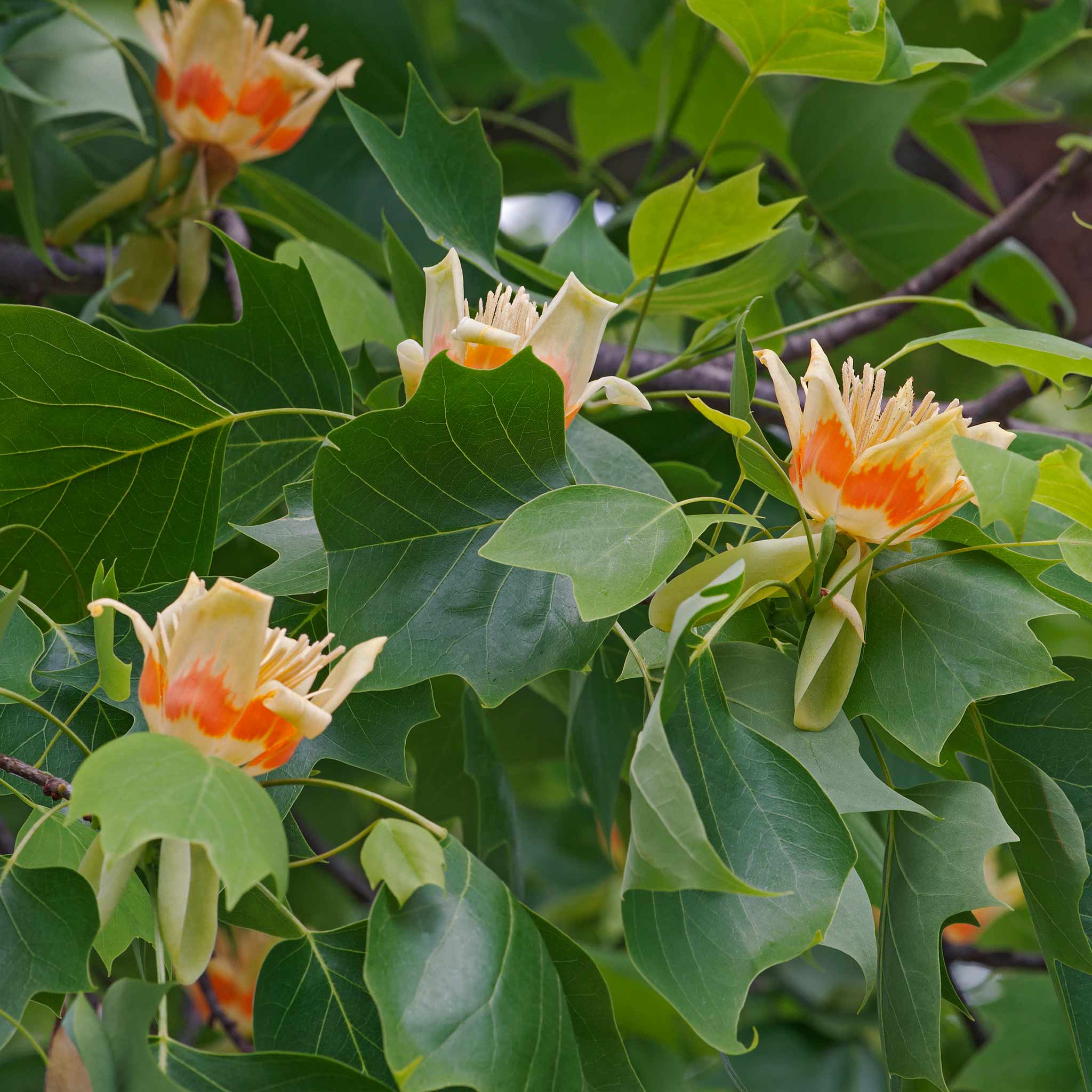 Tulip Poplar - Image 3