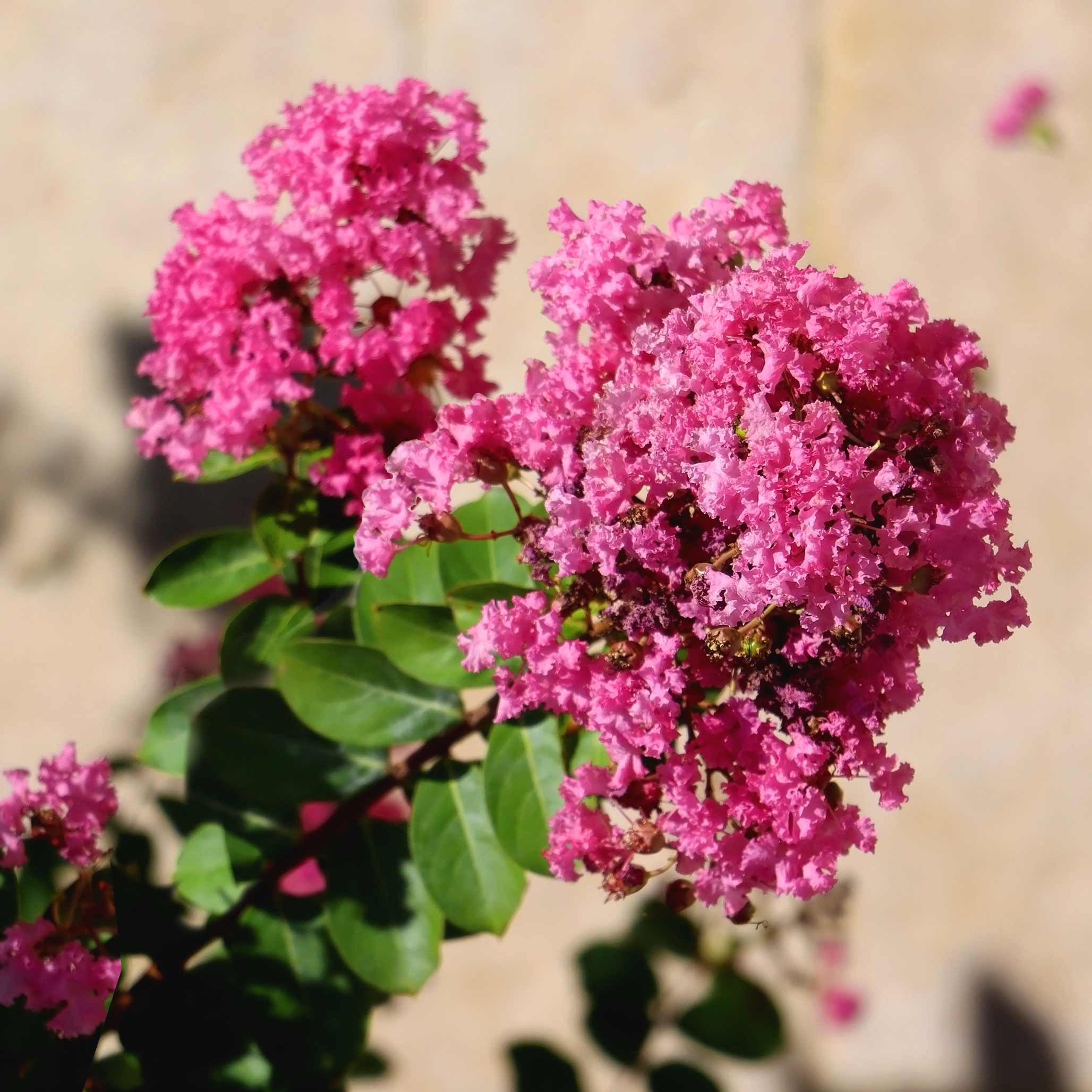 Tuscarora Crape Myrtle - Image 2