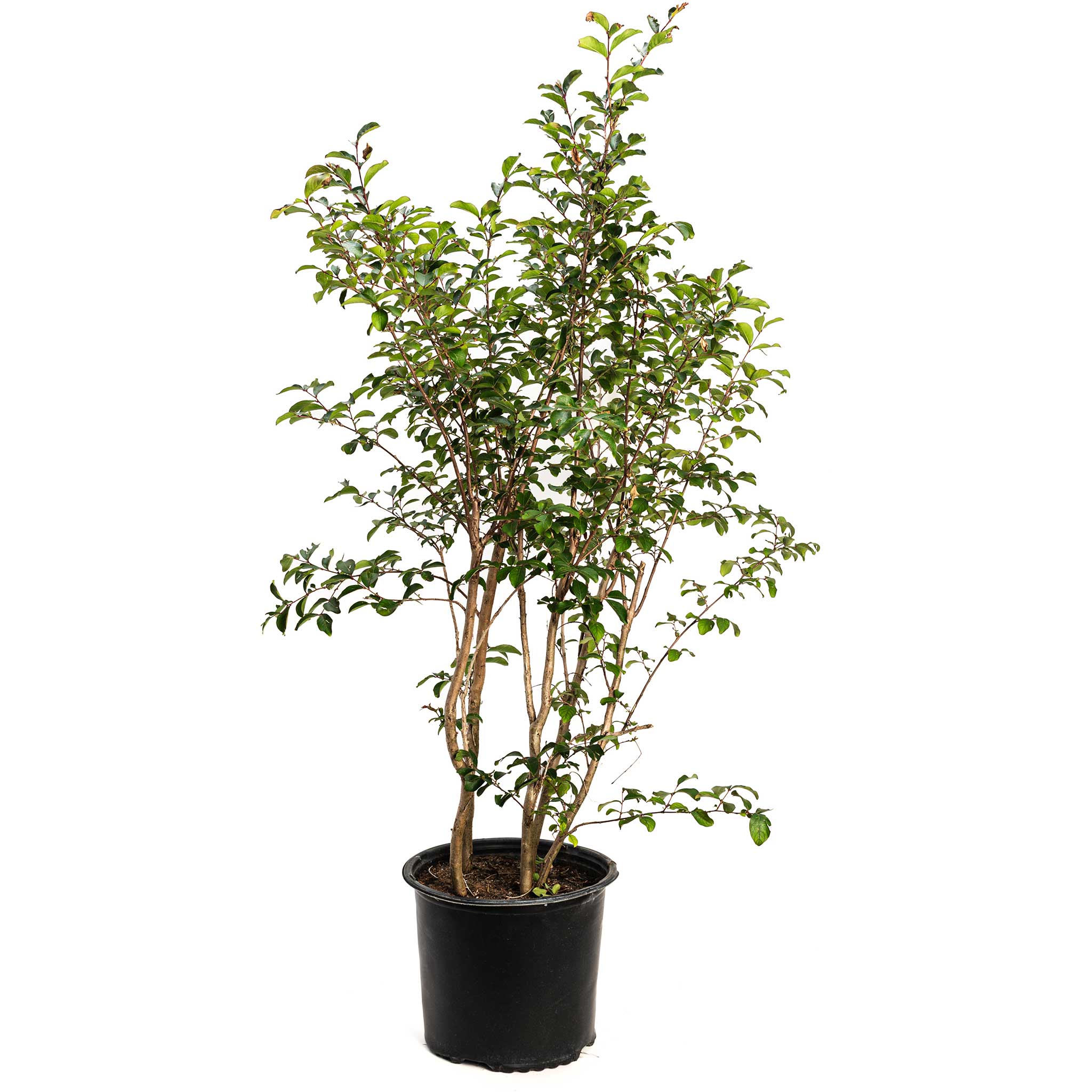 Tuscarora Crape Myrtle - Image 3