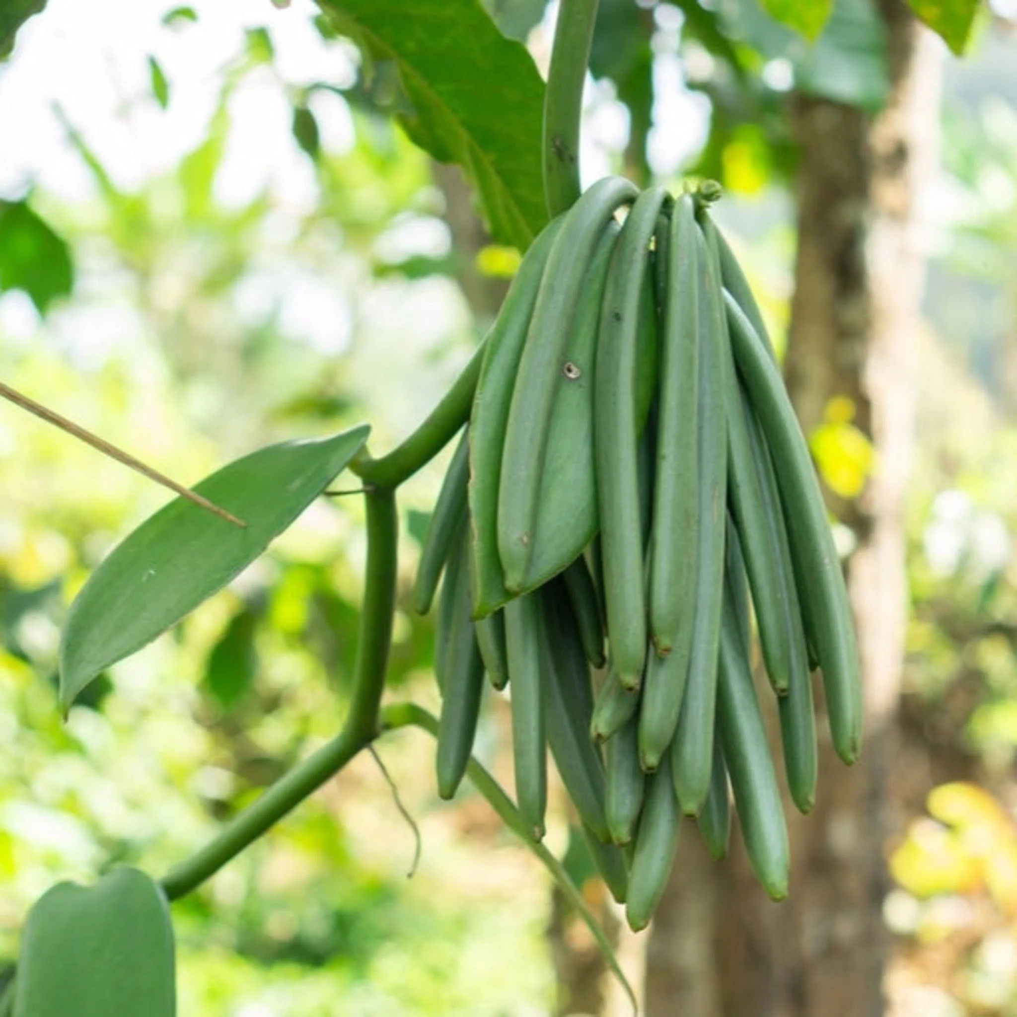 Vanilla Bean Plant - Image 2