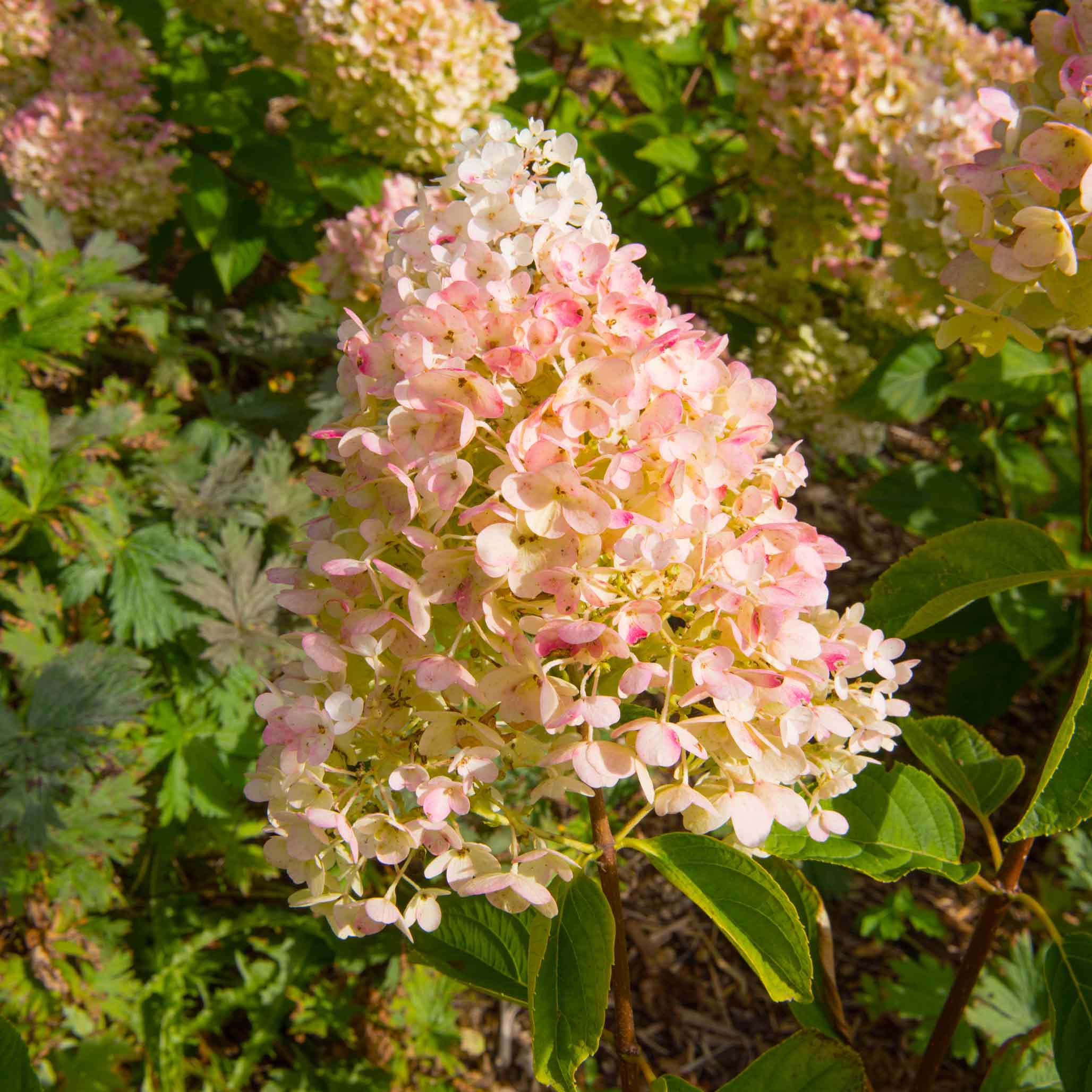 Vanilla Strawberry™ Hydrangea - Image 2